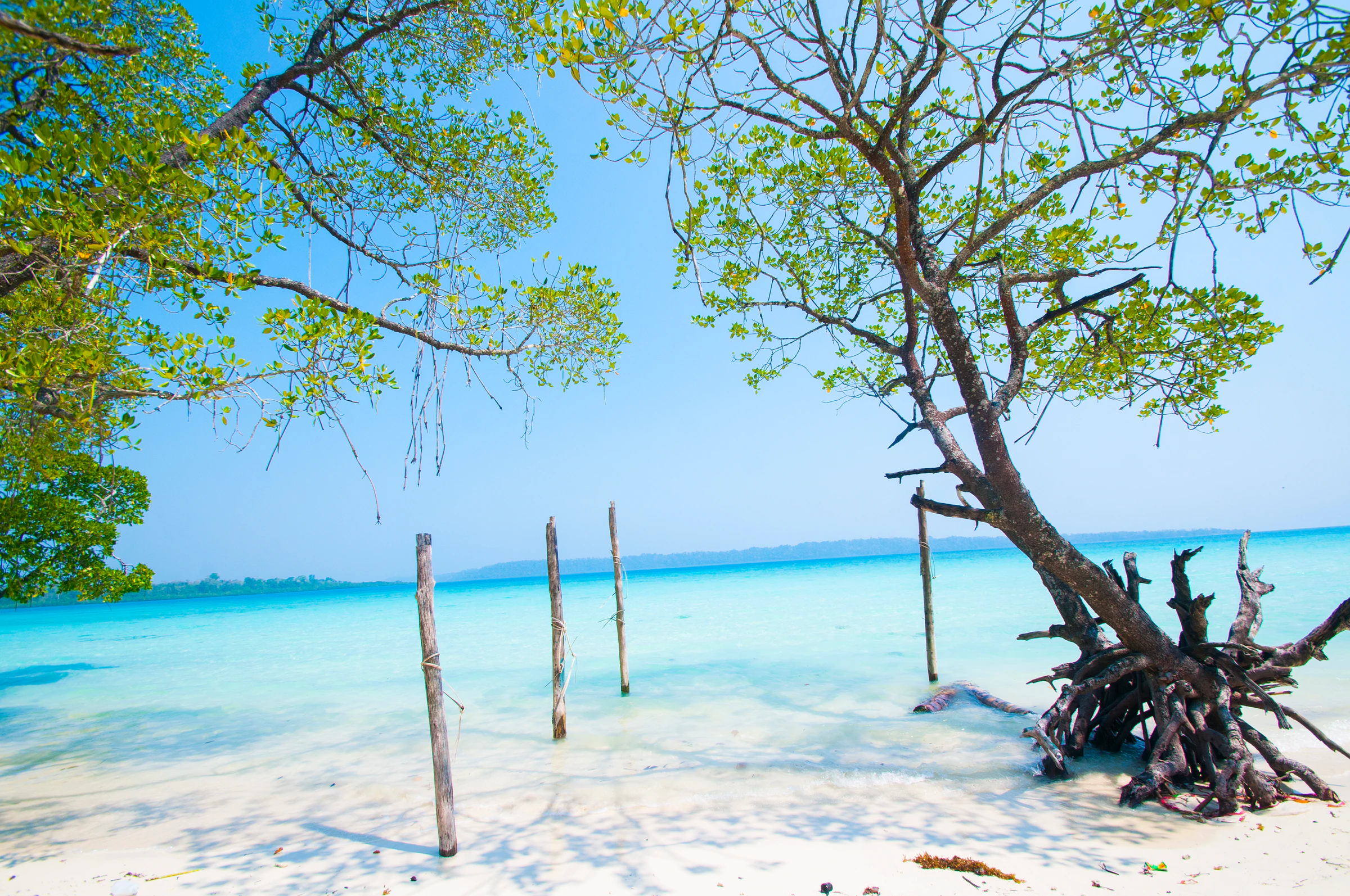 A mangrove tree leaning over white sand and turquoise water on Havelock Island