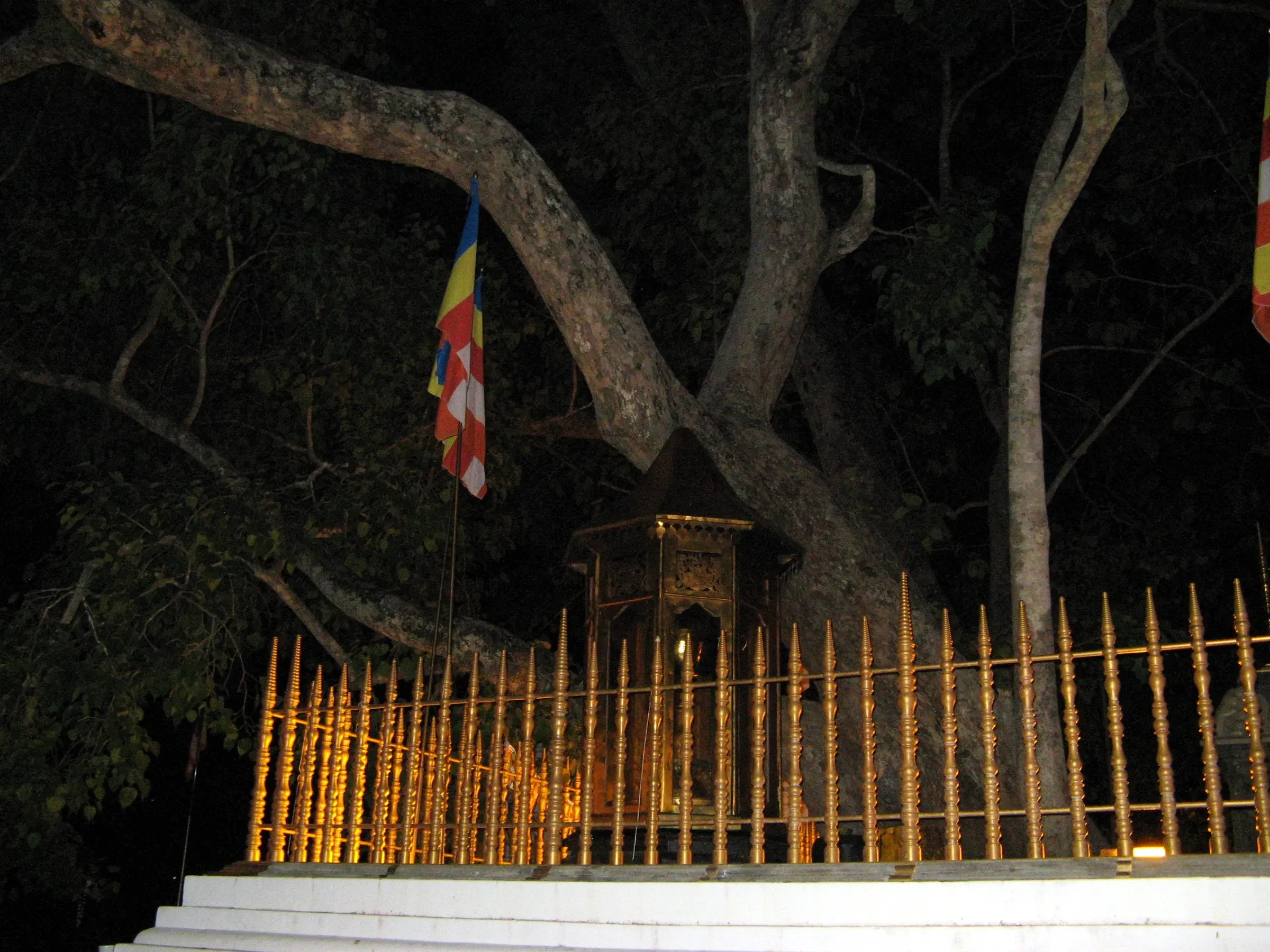 Gold railings and the spreading branches of the Jaya Sri Maha Bodhi at Anuradhapura