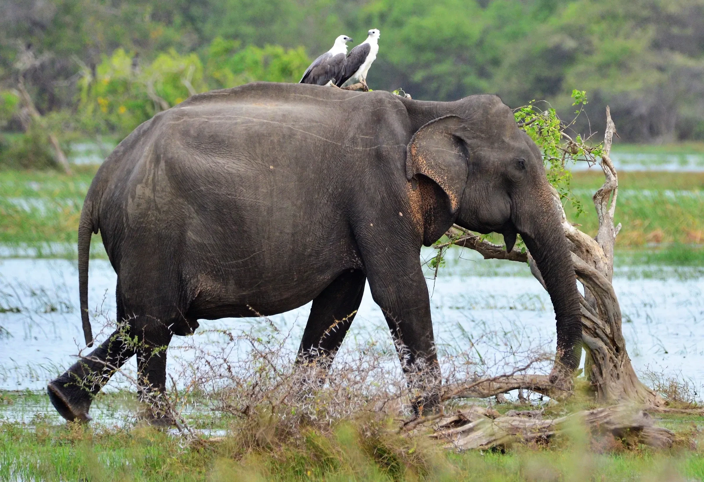 A wild elephant walking through shallow water at Kumana National Park, with two sea eagles on its back