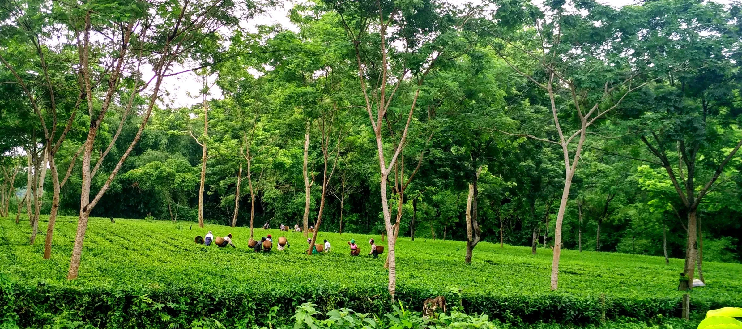 Tea bushes under shade trees in an Assam tea garden, with pickers at work