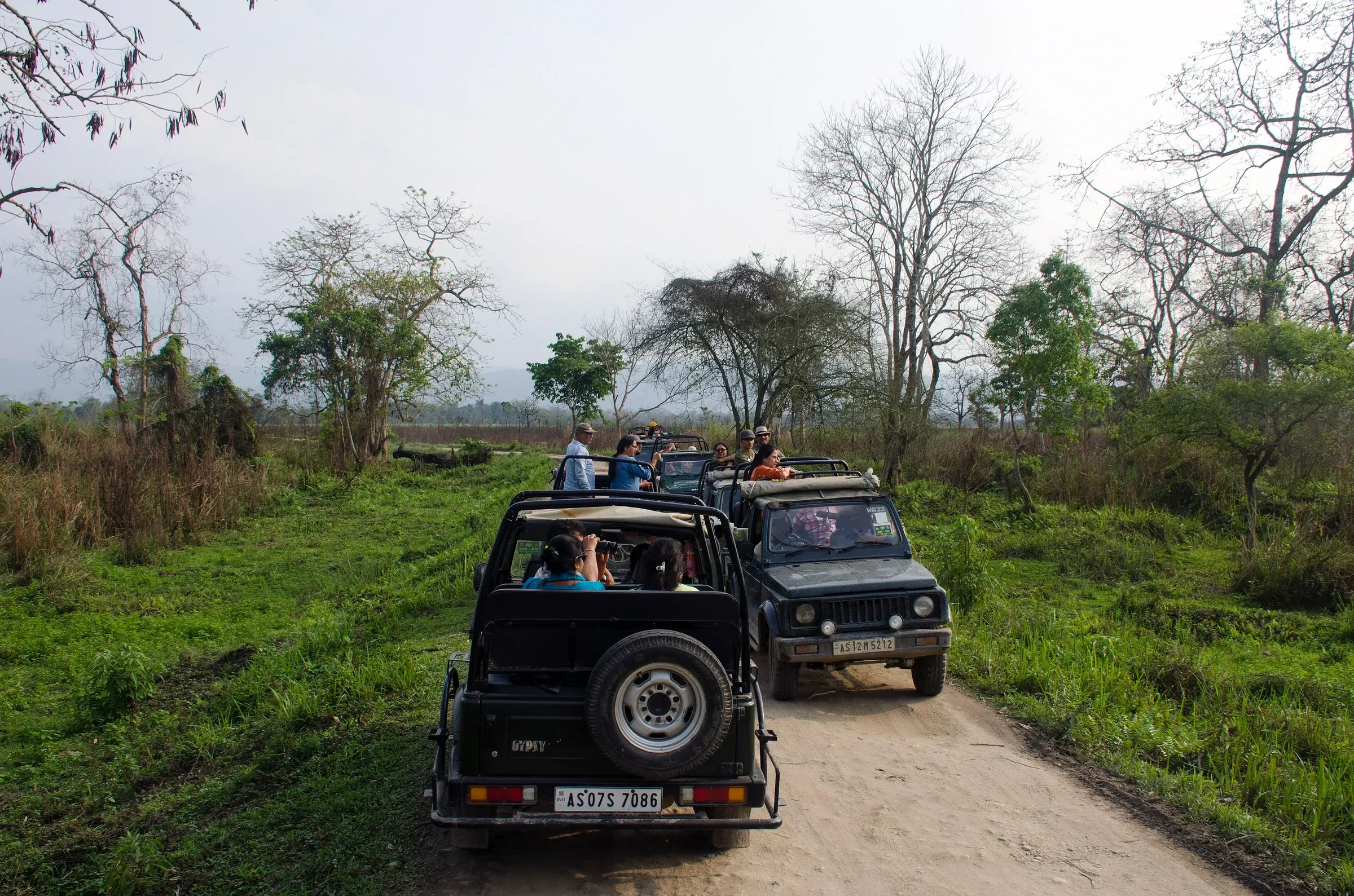 Safari jeeps on a grassland track in Kaziranga's Central Zone near Kohora