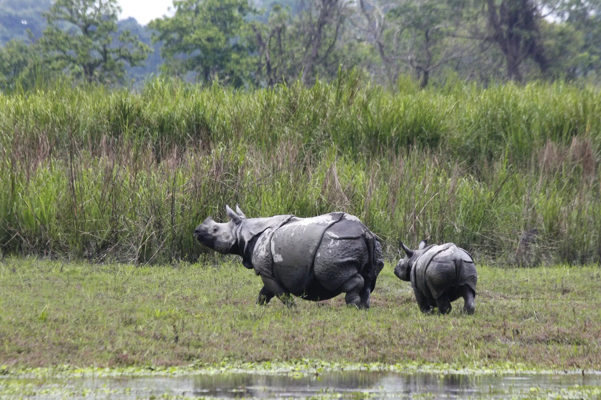 A one-horned rhinoceros and her calf in a marsh at Kaziranga National Park