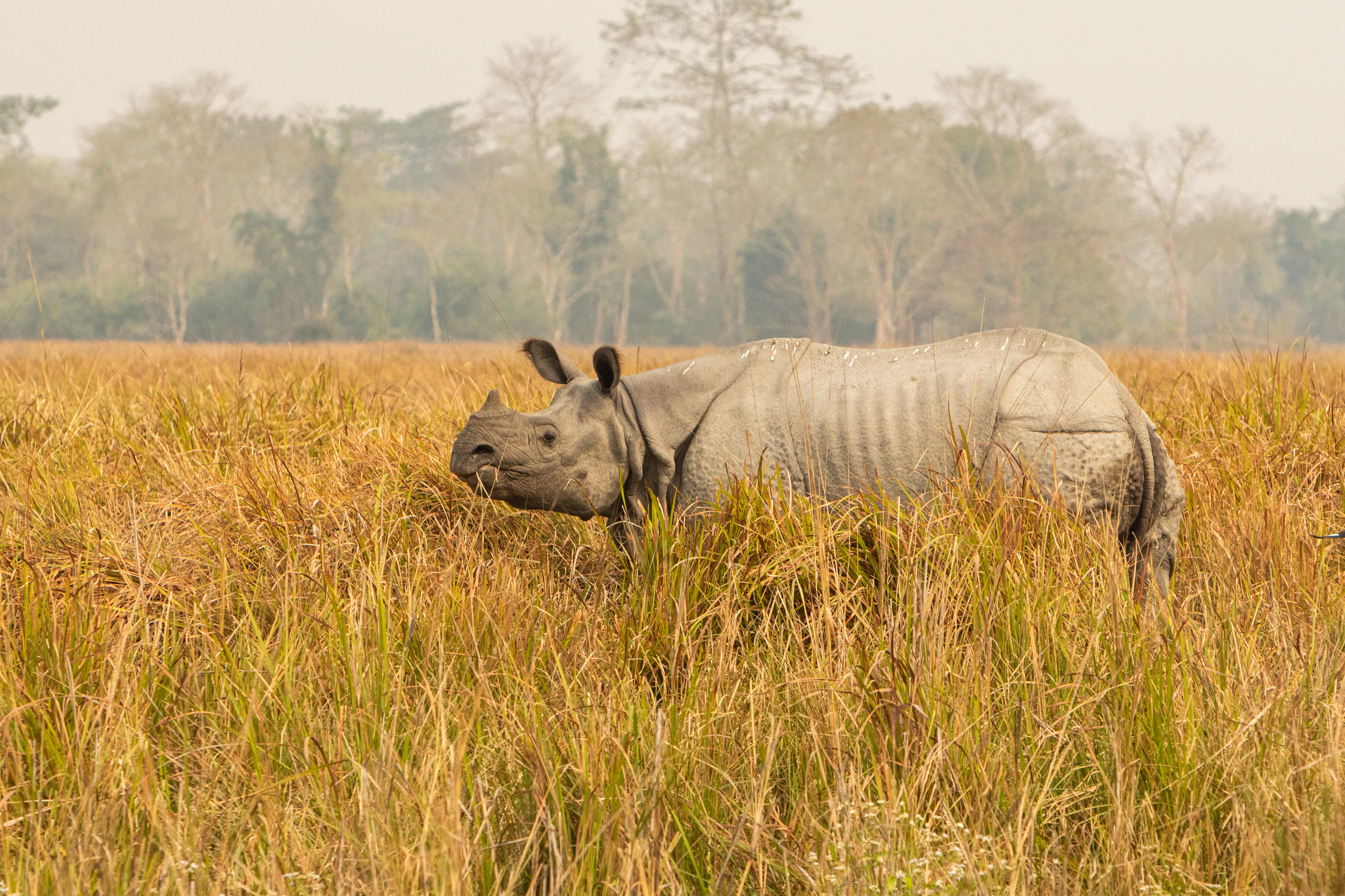 A one-horned rhinoceros grazing in tall grass at Kaziranga National Park, Assam, at dawn