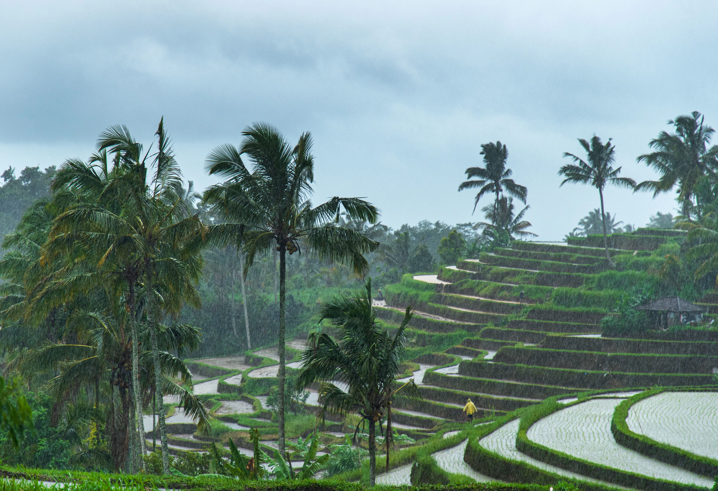Rain clouds over the Jatiluwih rice terraces in Bali during the wet season