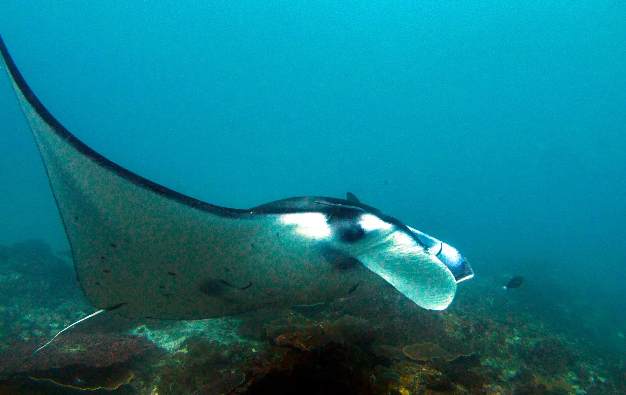 A manta ray gliding through blue water at Manta Point off Nusa Penida