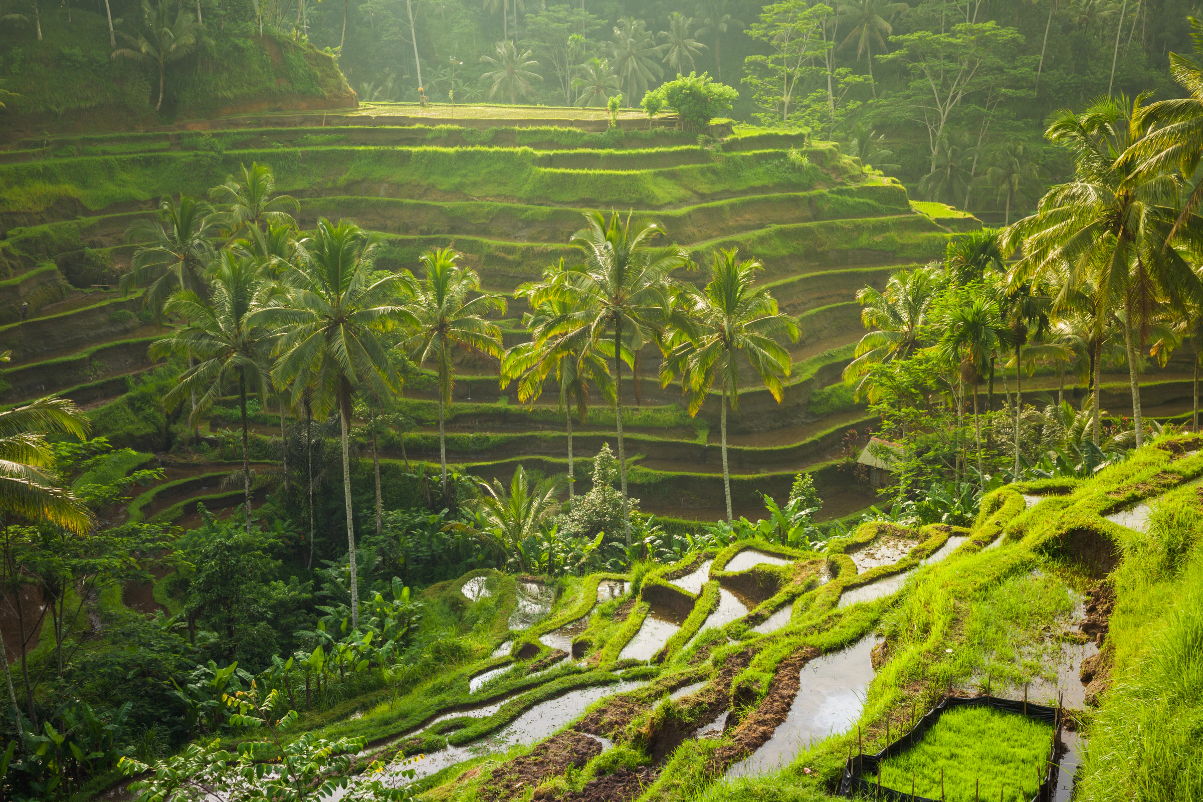 Green rice terraces and palm trees near Tegallalang, north of Ubud, in the morning light