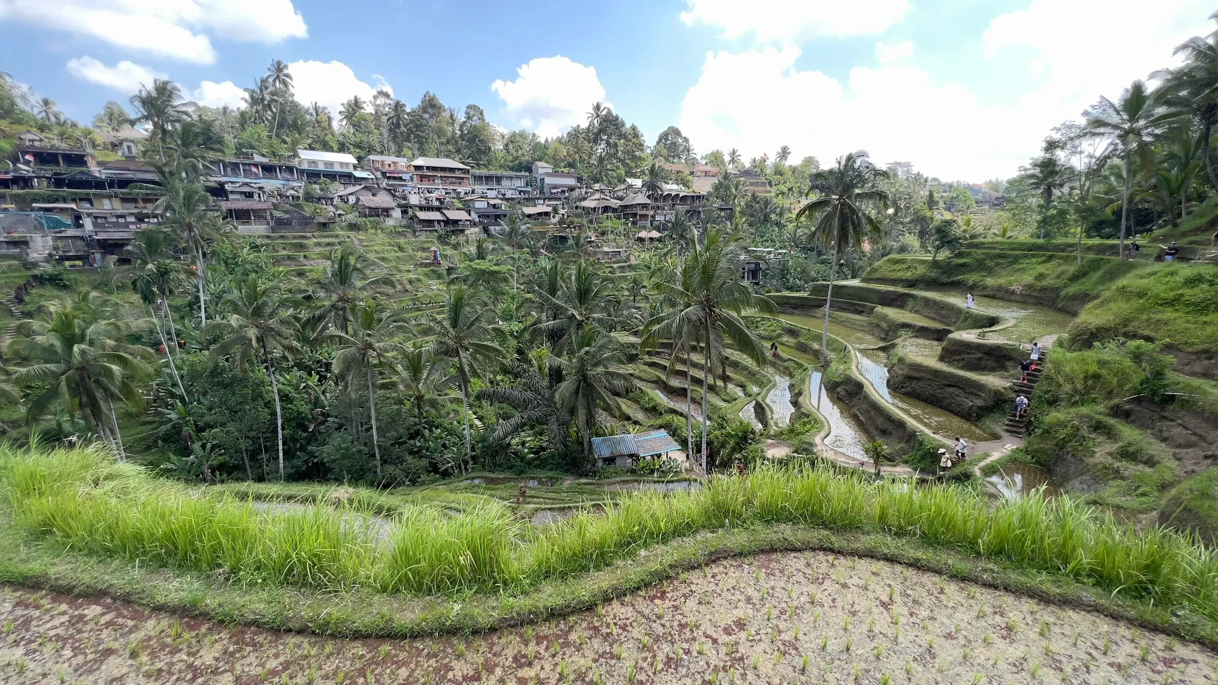 Terraced rice fields and palms at Tegallalang near Ubud