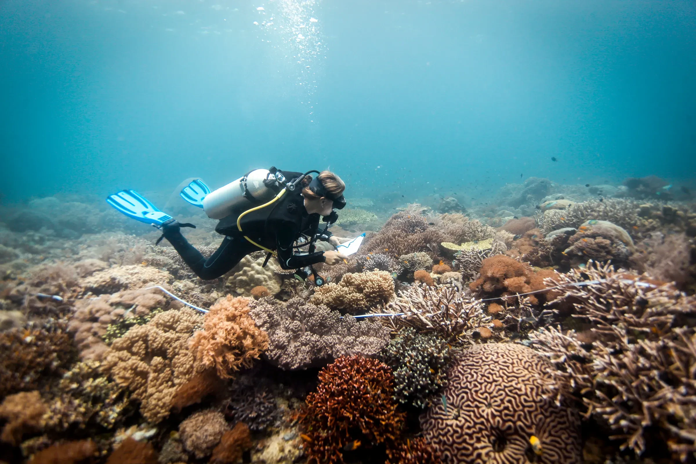 A scuba diver swims just above a coral reef while taking notes