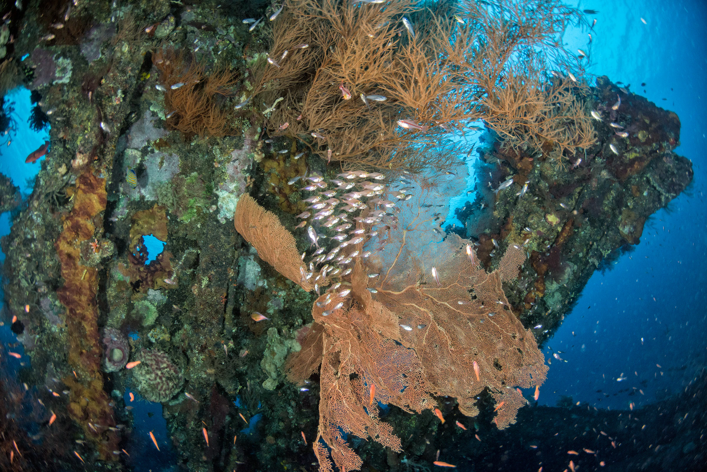 Sea fans and soft coral cover the hull of the USAT Liberty wreck at Tulamben, with small fish sheltering inside