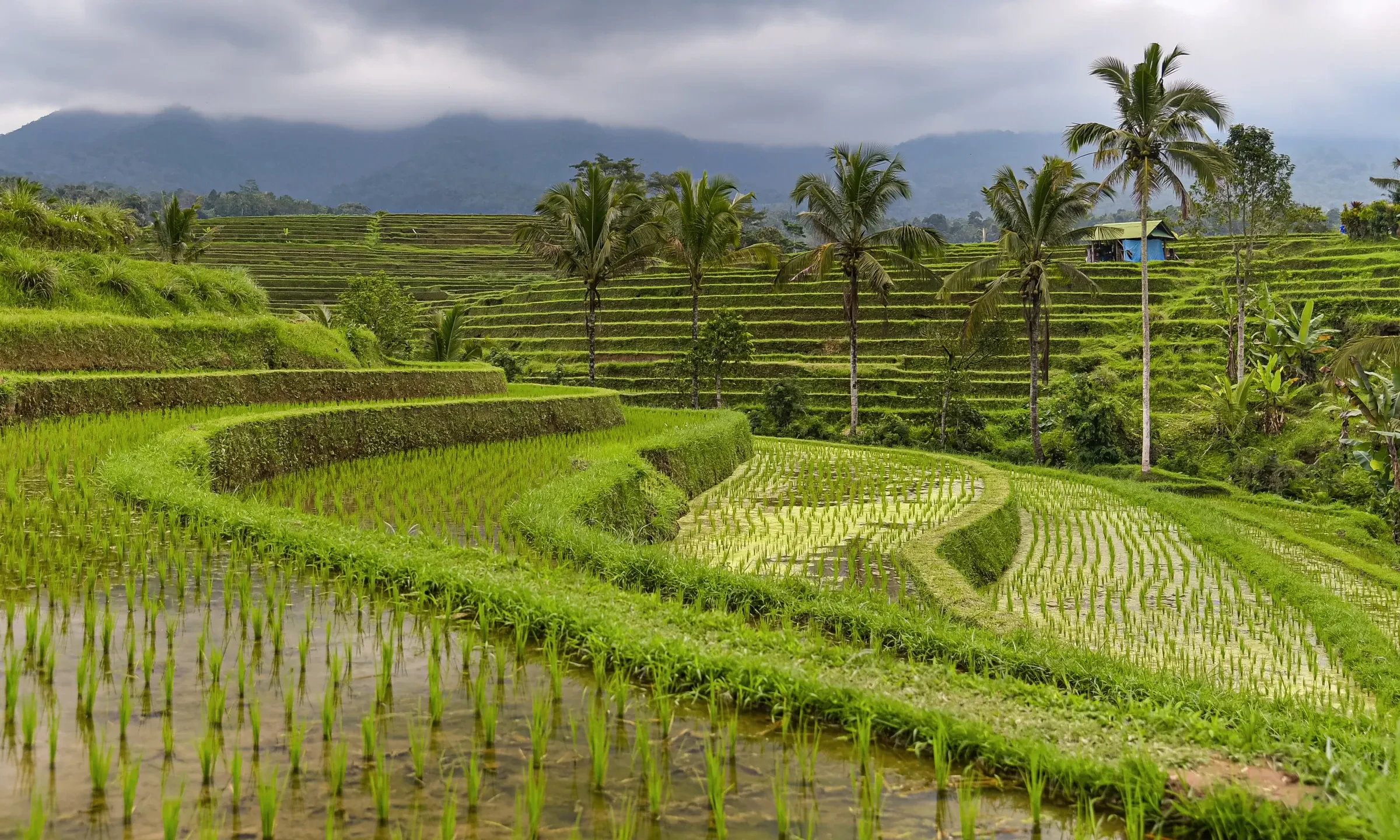 Stepped rice terraces at Jatiluwih in Bali, with palms and mountains behind