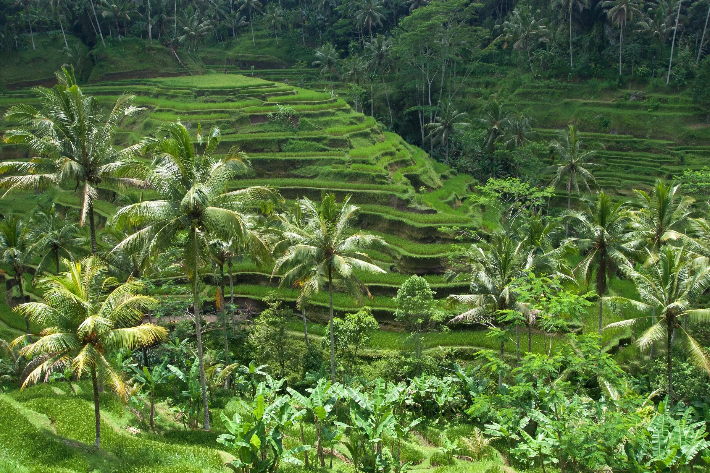 Stepped rice terraces with palms in Bali