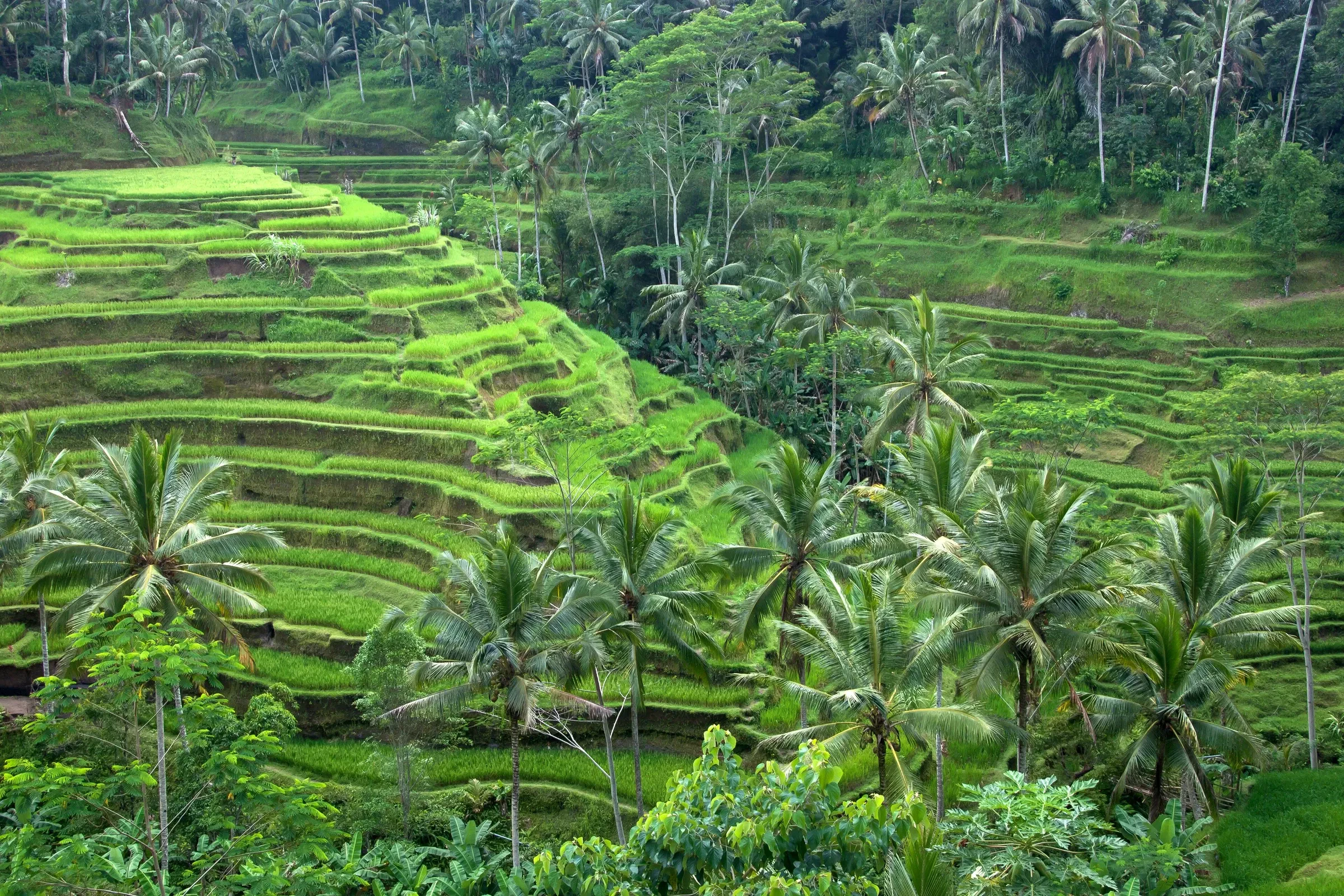 Flooded rice terraces near Ubud with palm trees and farmers at work