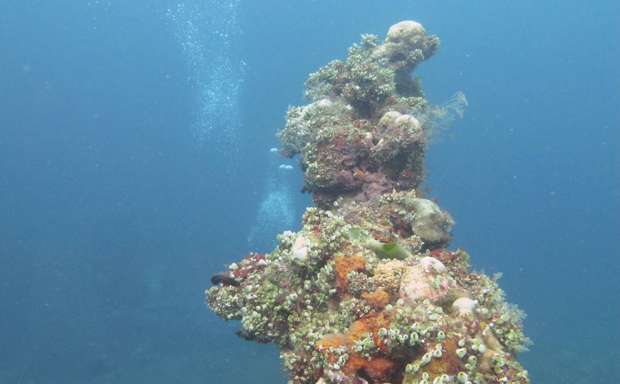 A coral-covered section of the USAT Liberty wreck underwater at Tulamben