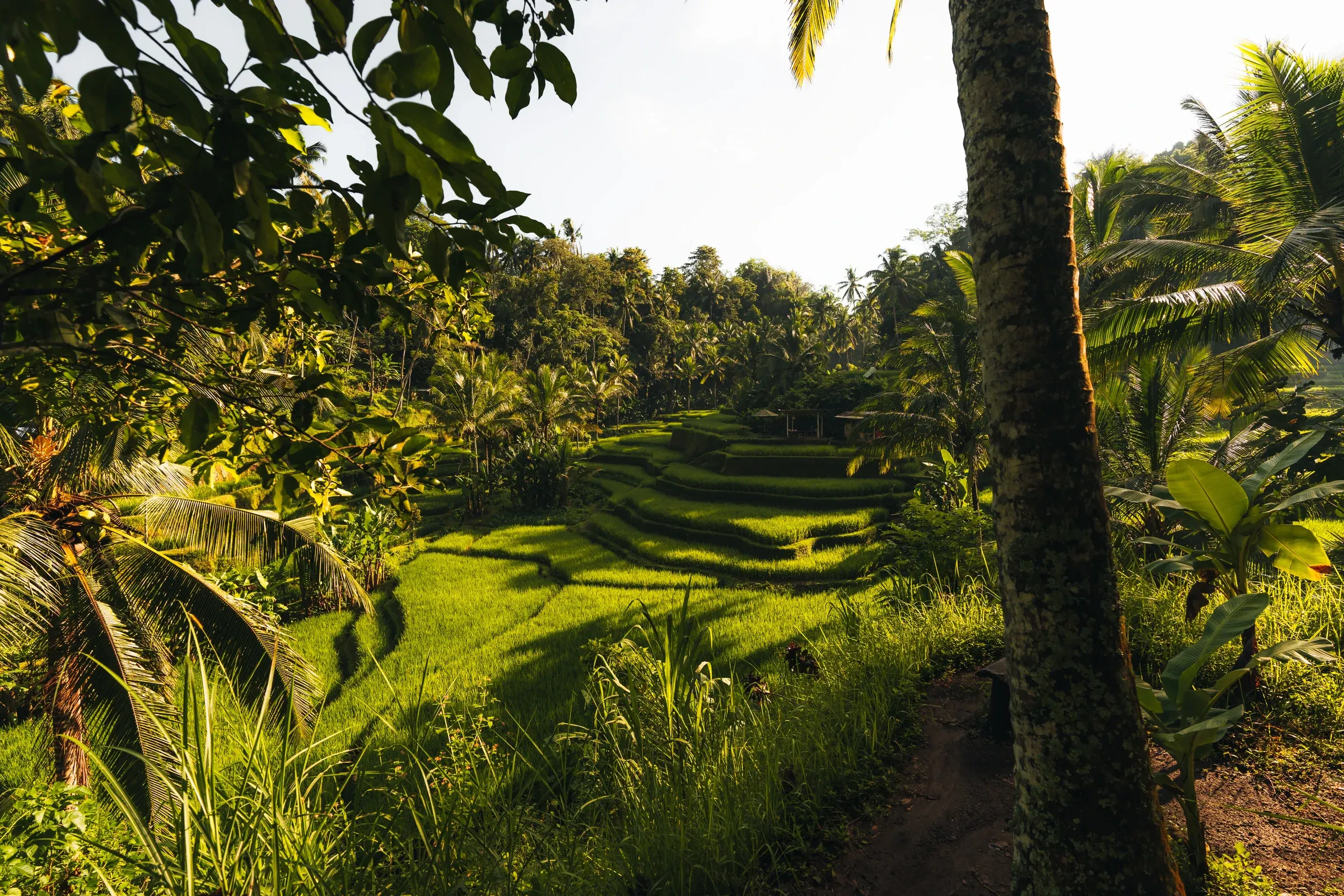 Terraced rice fields and palms near Tegallalang, north of Ubud