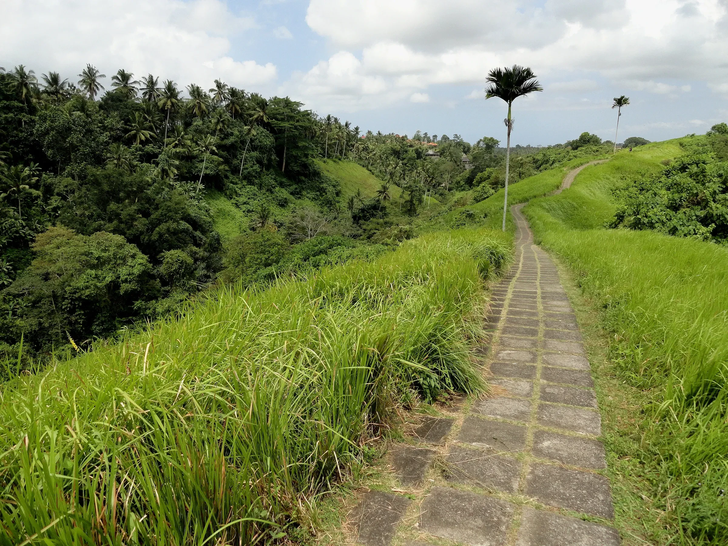 A paved path along a grassy ridge on the Campuhan Ridge Walk