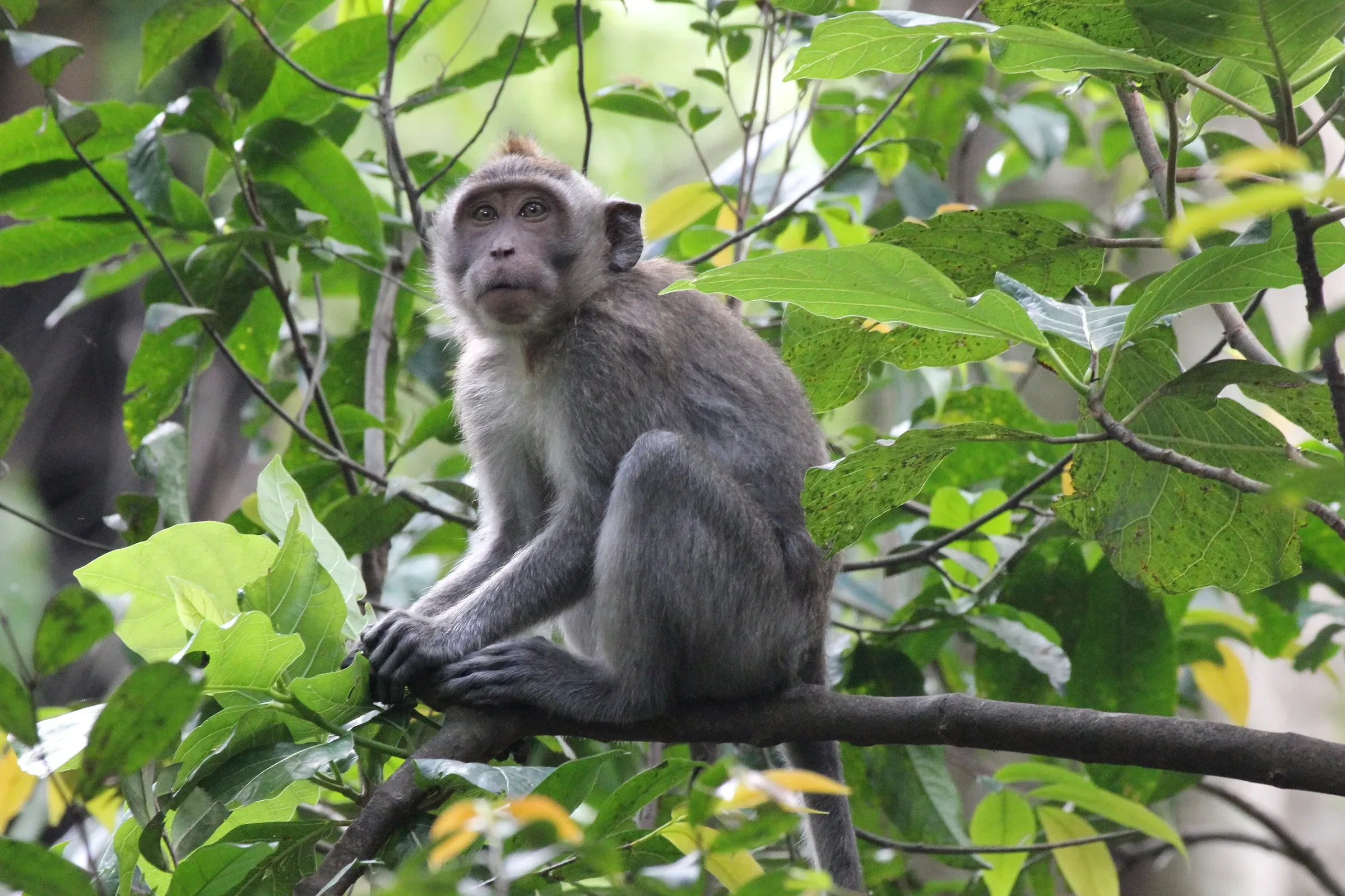 A long-tailed macaque on a branch in the Ubud Monkey Forest
