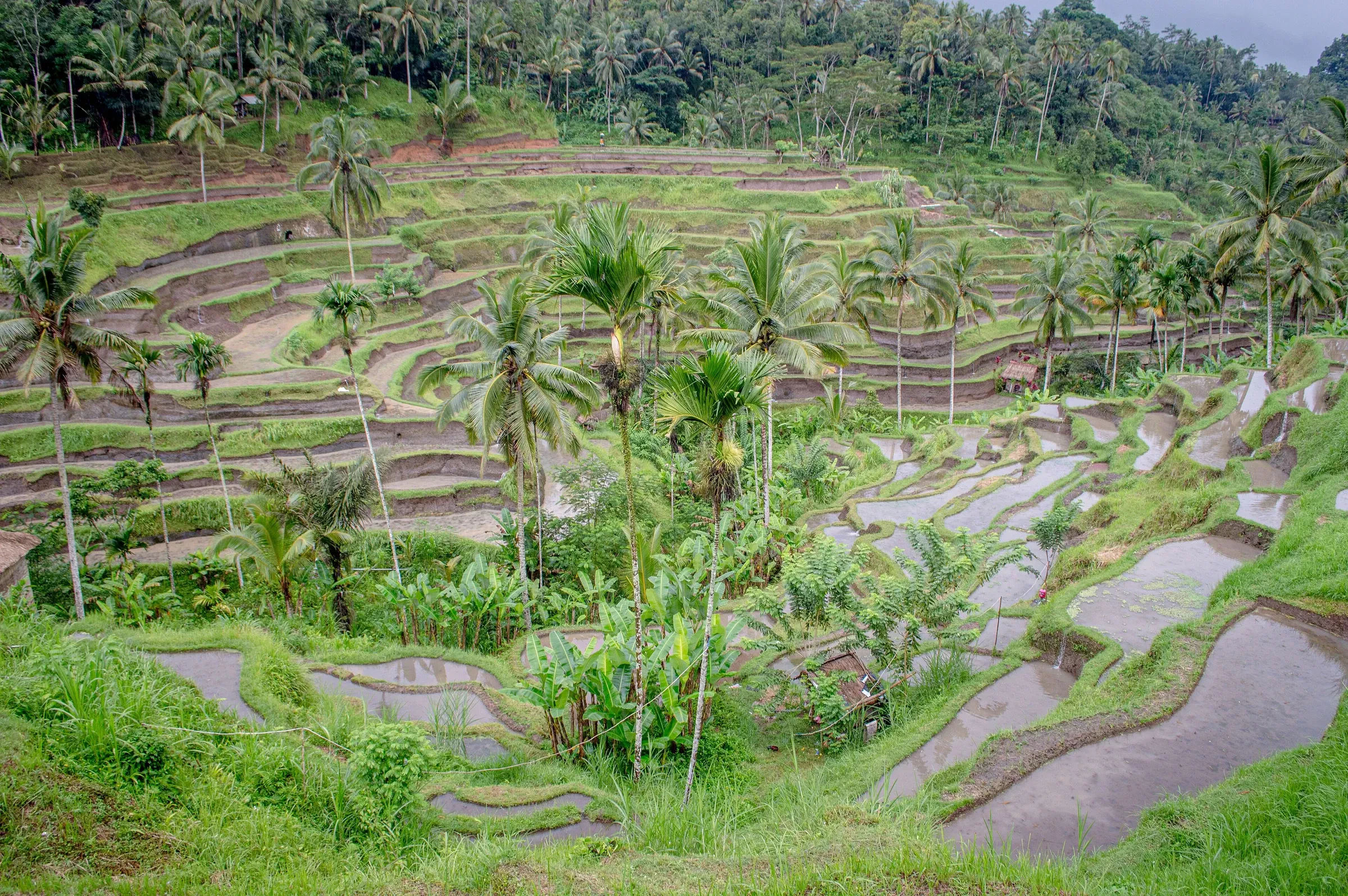 Terraced rice fields and palms at Tegallalang near Ubud