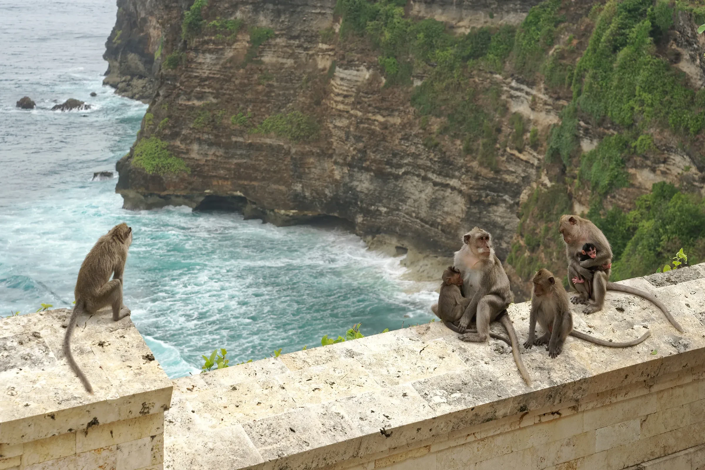 Long-tailed macaques on the clifftop wall at Uluwatu Temple