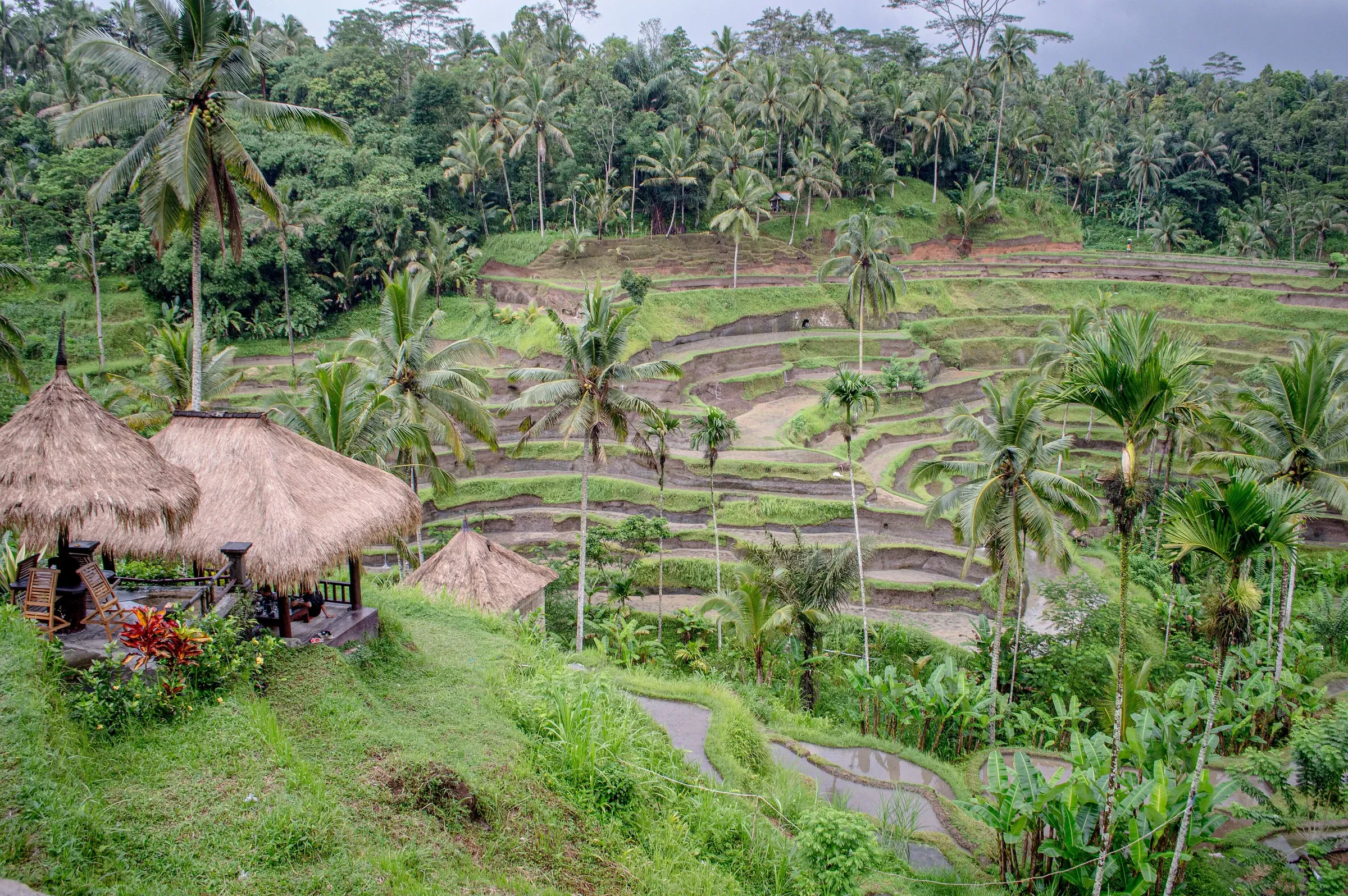 Stepped rice terraces with palms and thatched huts at Tegallalang, near Ubud, Bali