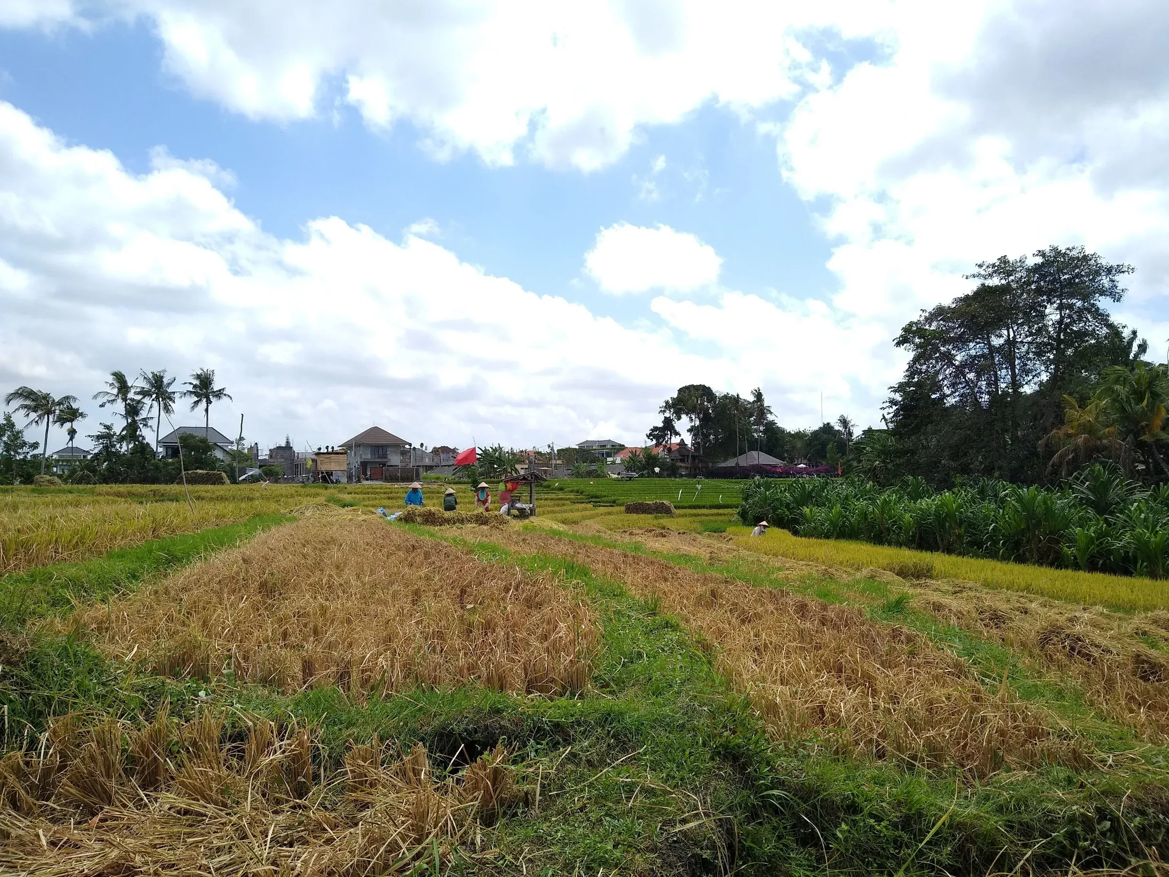 Rice fields being harvested near the villages of Canggu in Bali