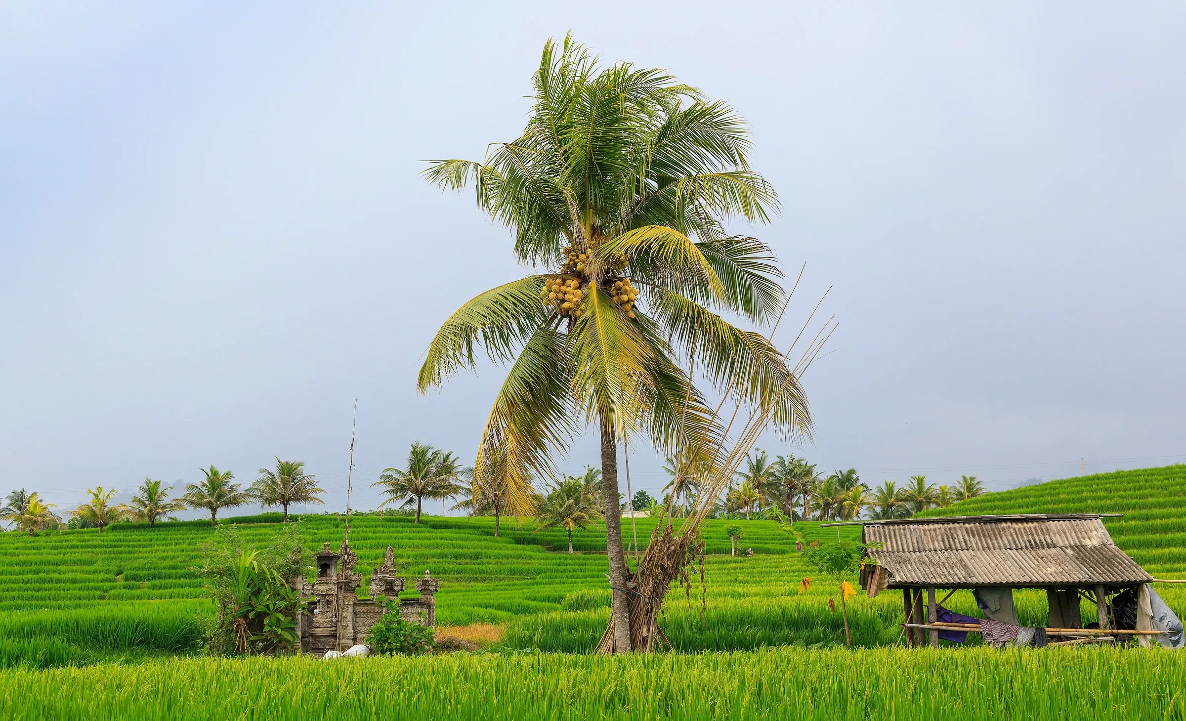 A green rice paddy in neighbouring Tabanan Regency, with a coconut palm, a small shrine and a farmer's hut