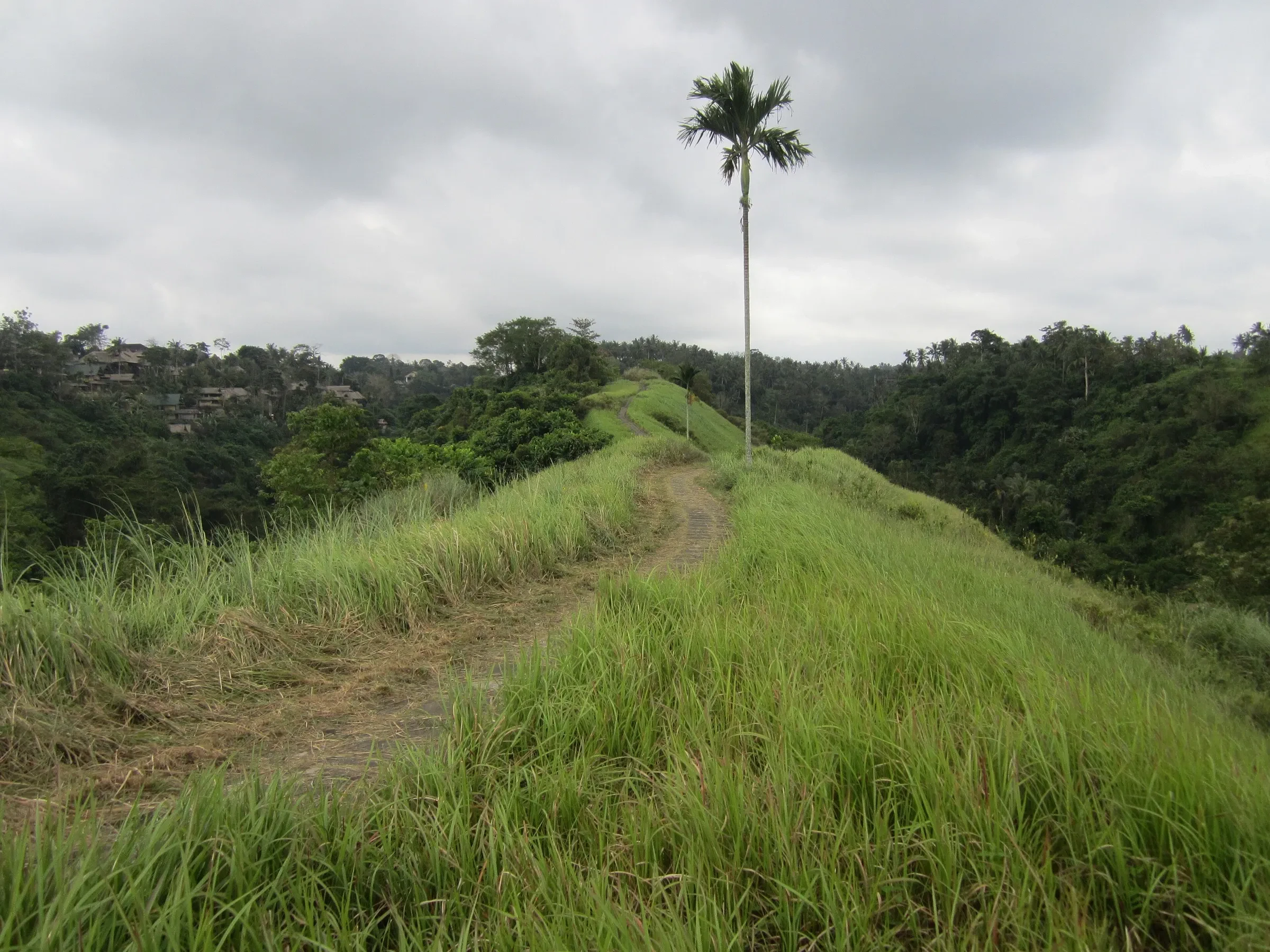 A grassy path along the Campuhan Ridge outside Ubud, with a single palm tree on the skyline