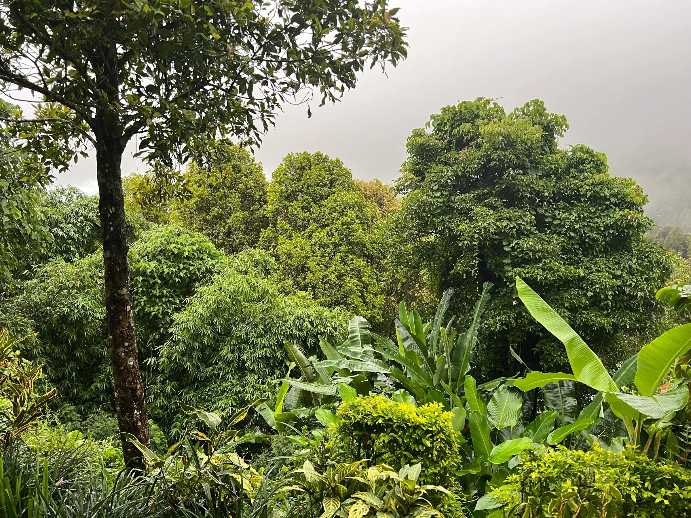 Green trees and banana plants in the Munduk highlands under hazy cloud