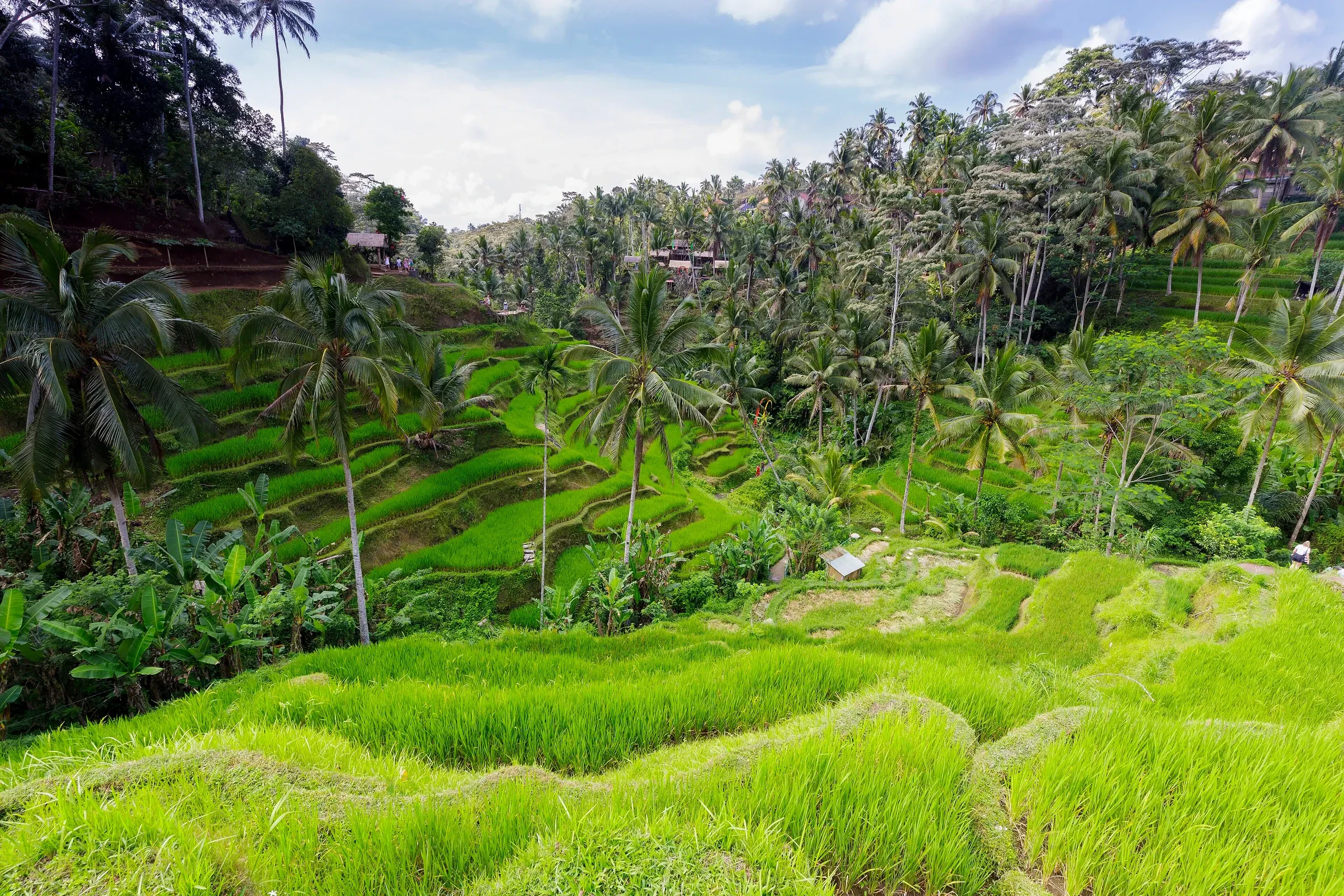 Stepped rice terraces under palm trees at Tegalalang near Ubud