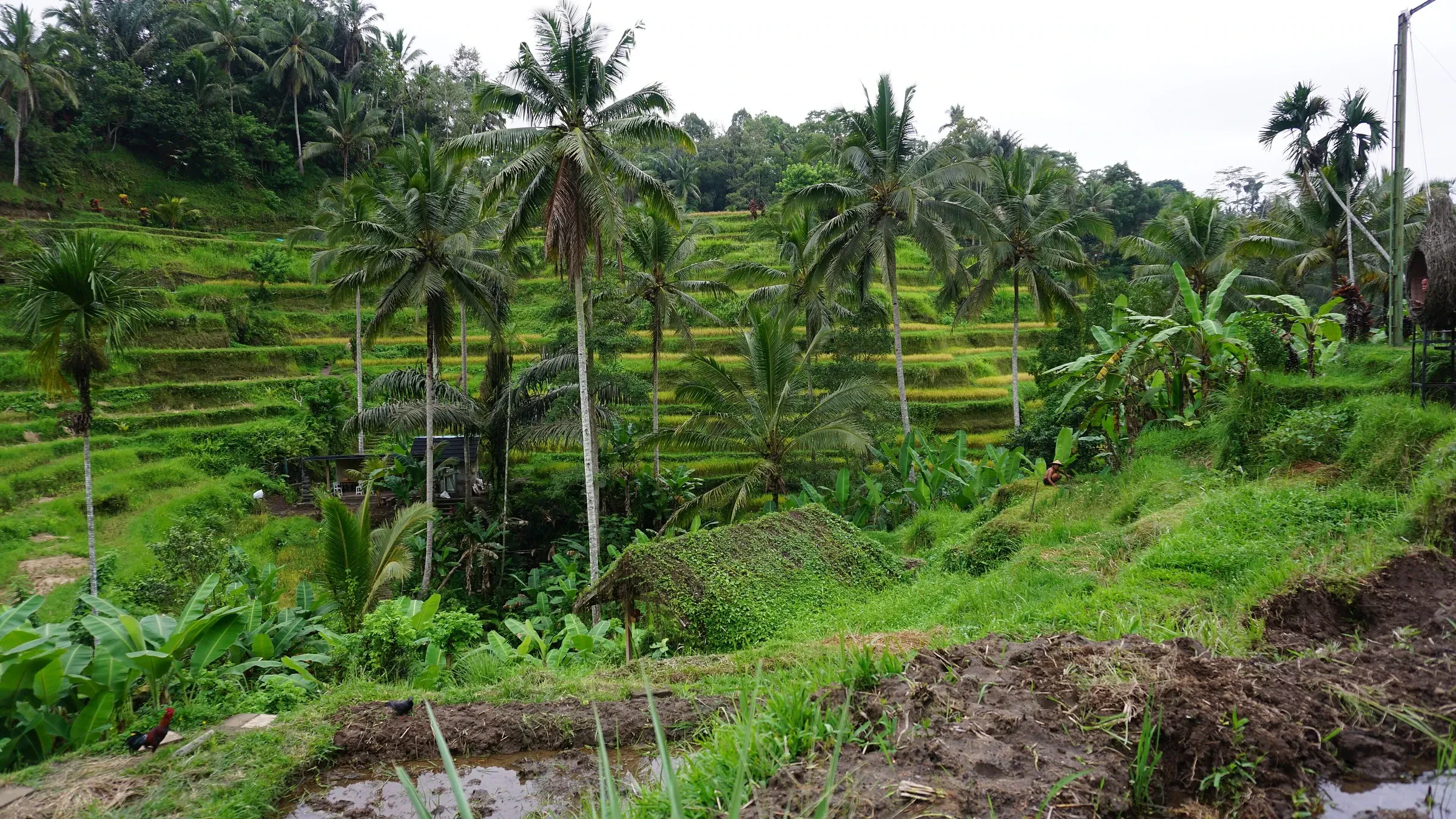 Terraced rice fields with palm trees at Tegalalang near Ubud