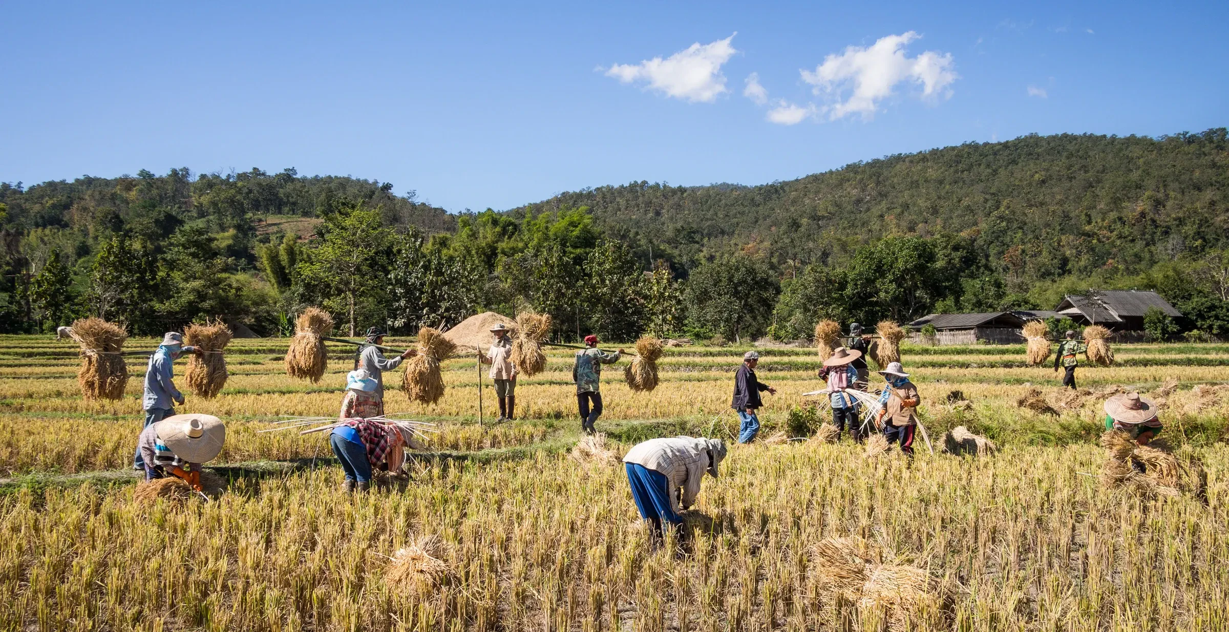 Farmers gathering and bundling rice straw in a paddy at Mae Wang near Chiang Mai under a clear blue sky.