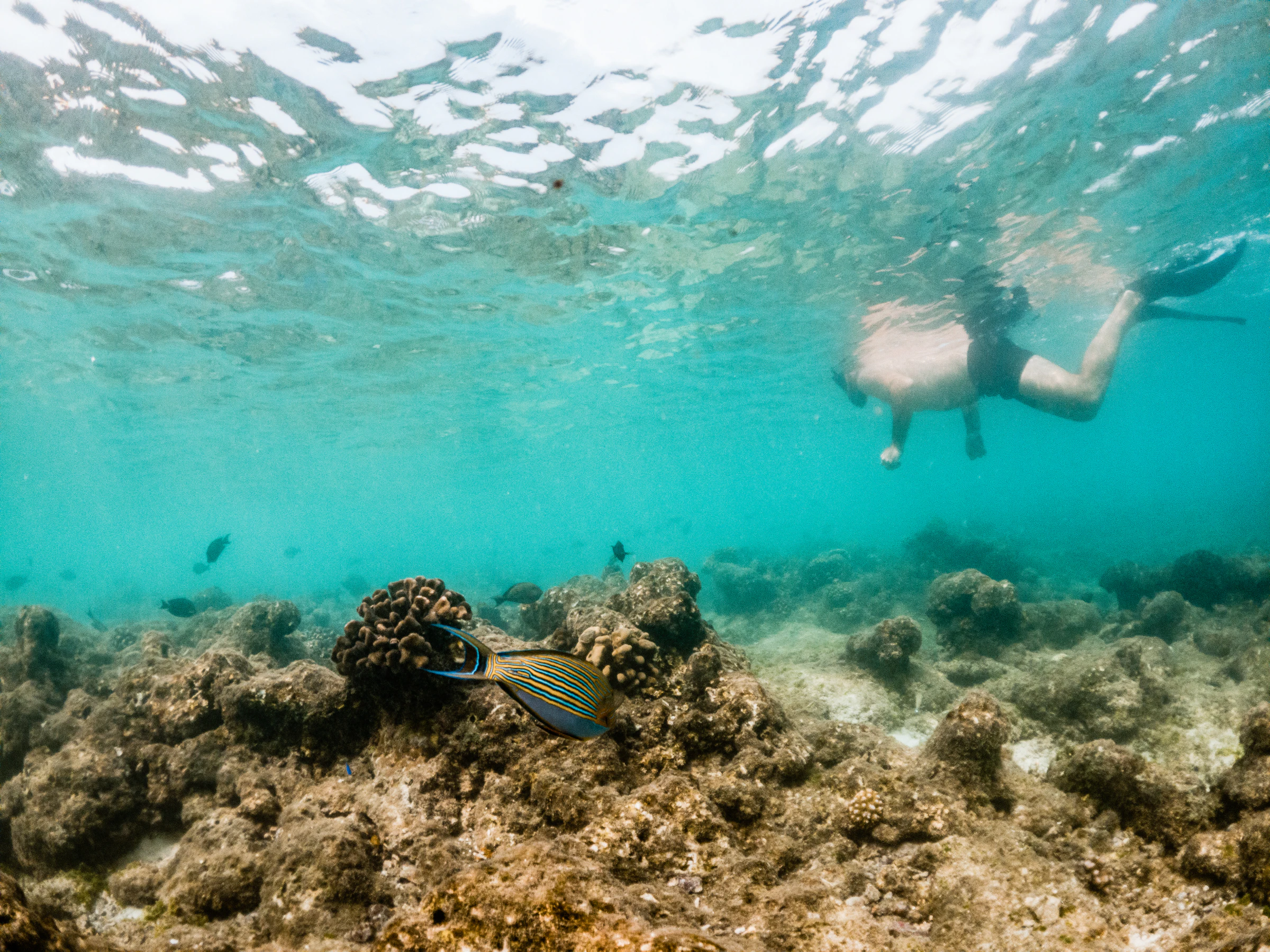 A snorkeller swimming over a shallow reef in clear turquoise water