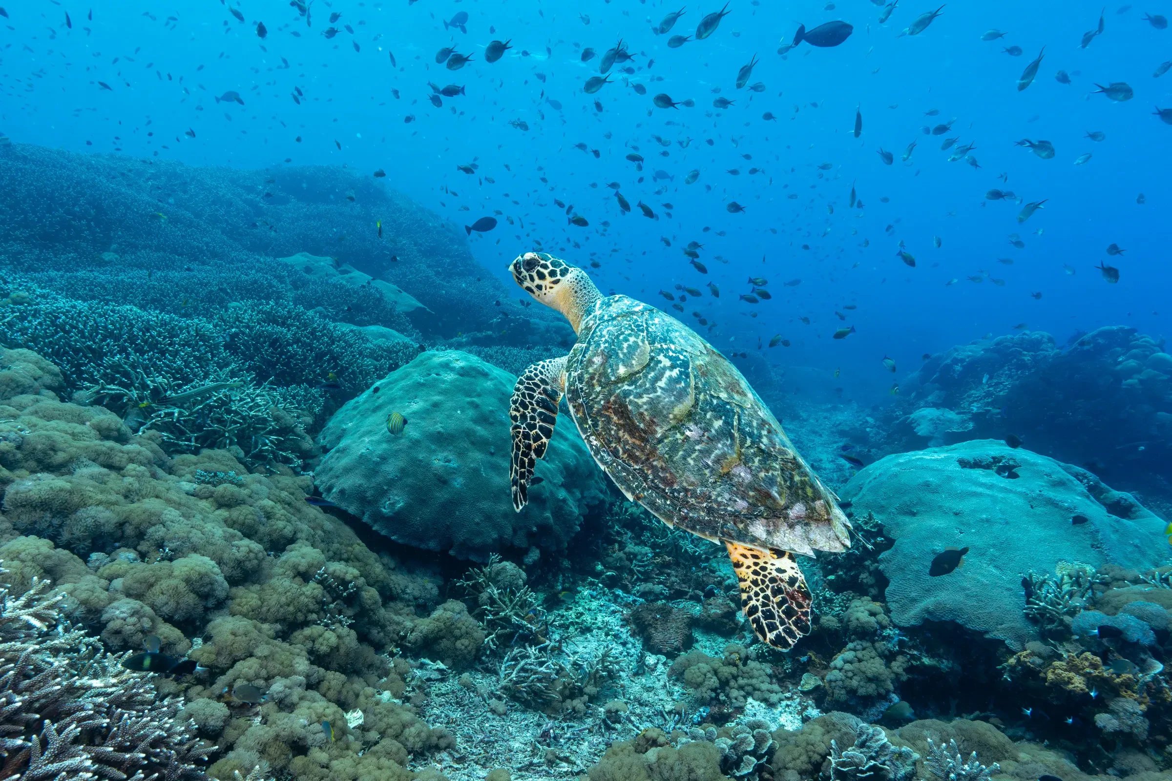 A hawksbill turtle resting on a coral reef with shoals of fish behind it