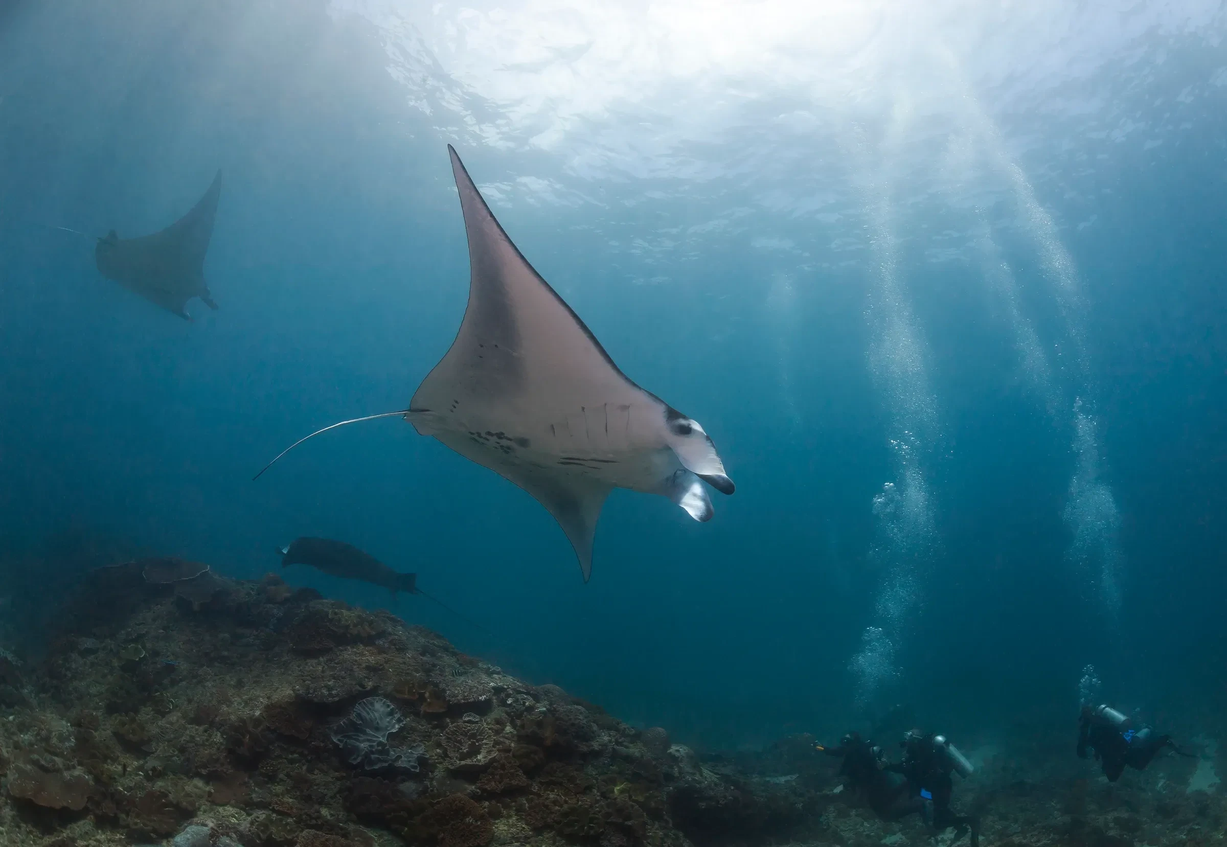 A reef manta ray gliding over the reef at Nusa Lembongan, with divers in the distance