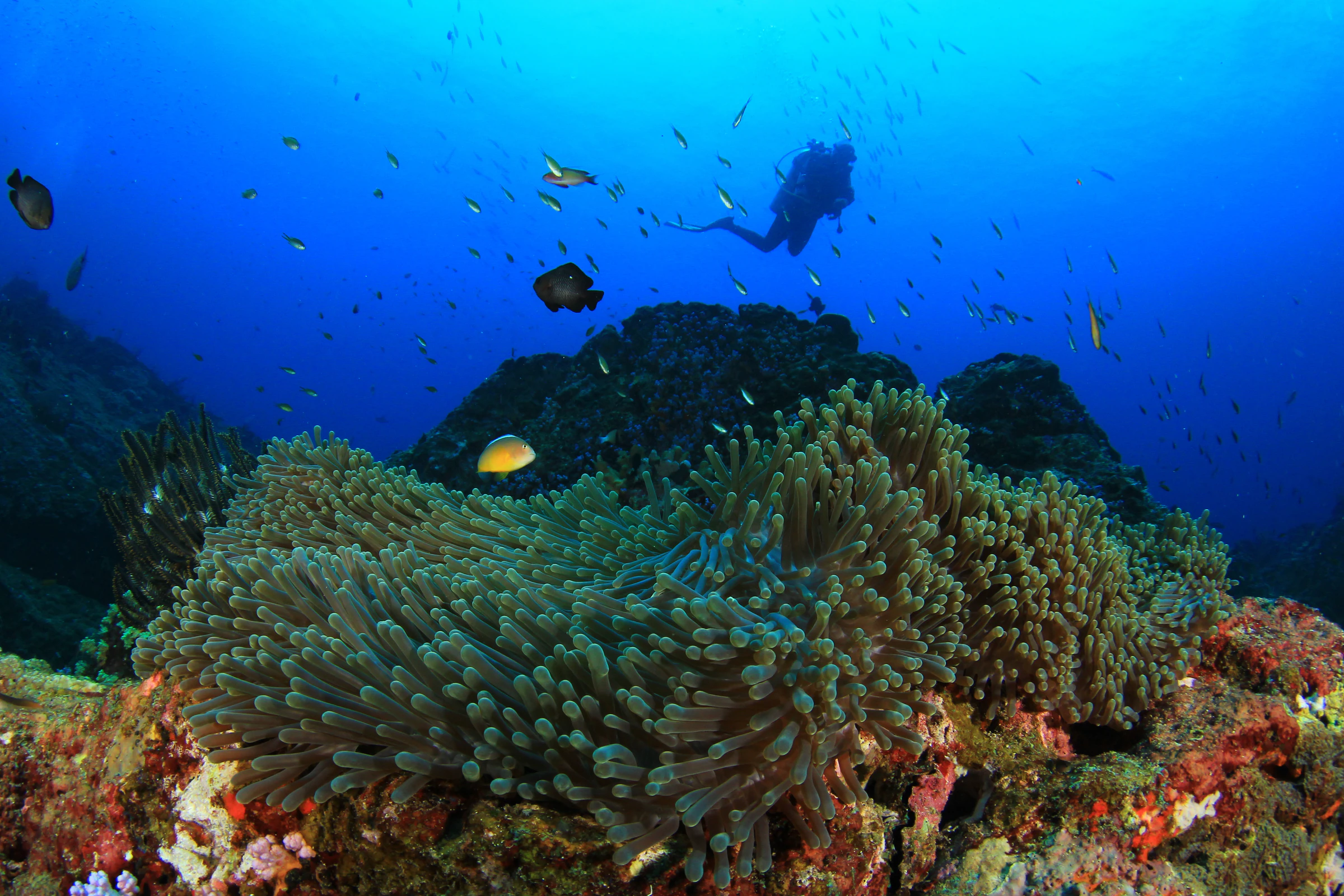 A diver swimming above a reef covered in anemones, with shoals of fish in blue water
