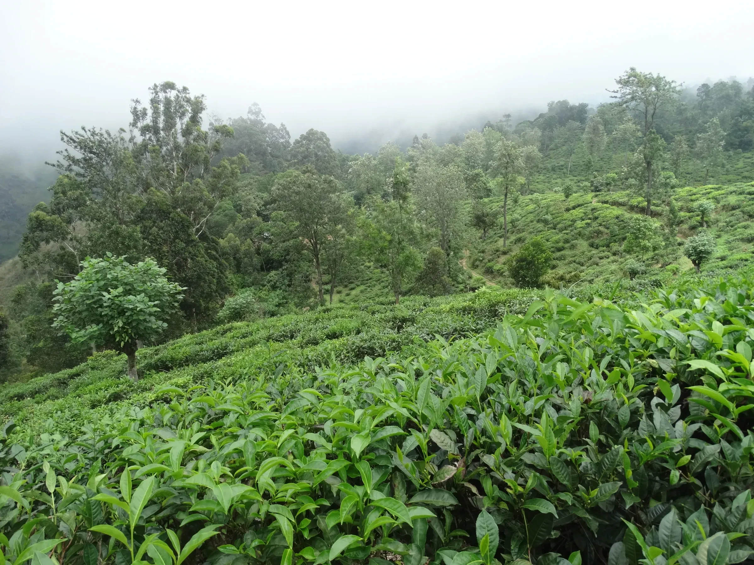 Rows of tea bushes in mist on a hillside outside Ella