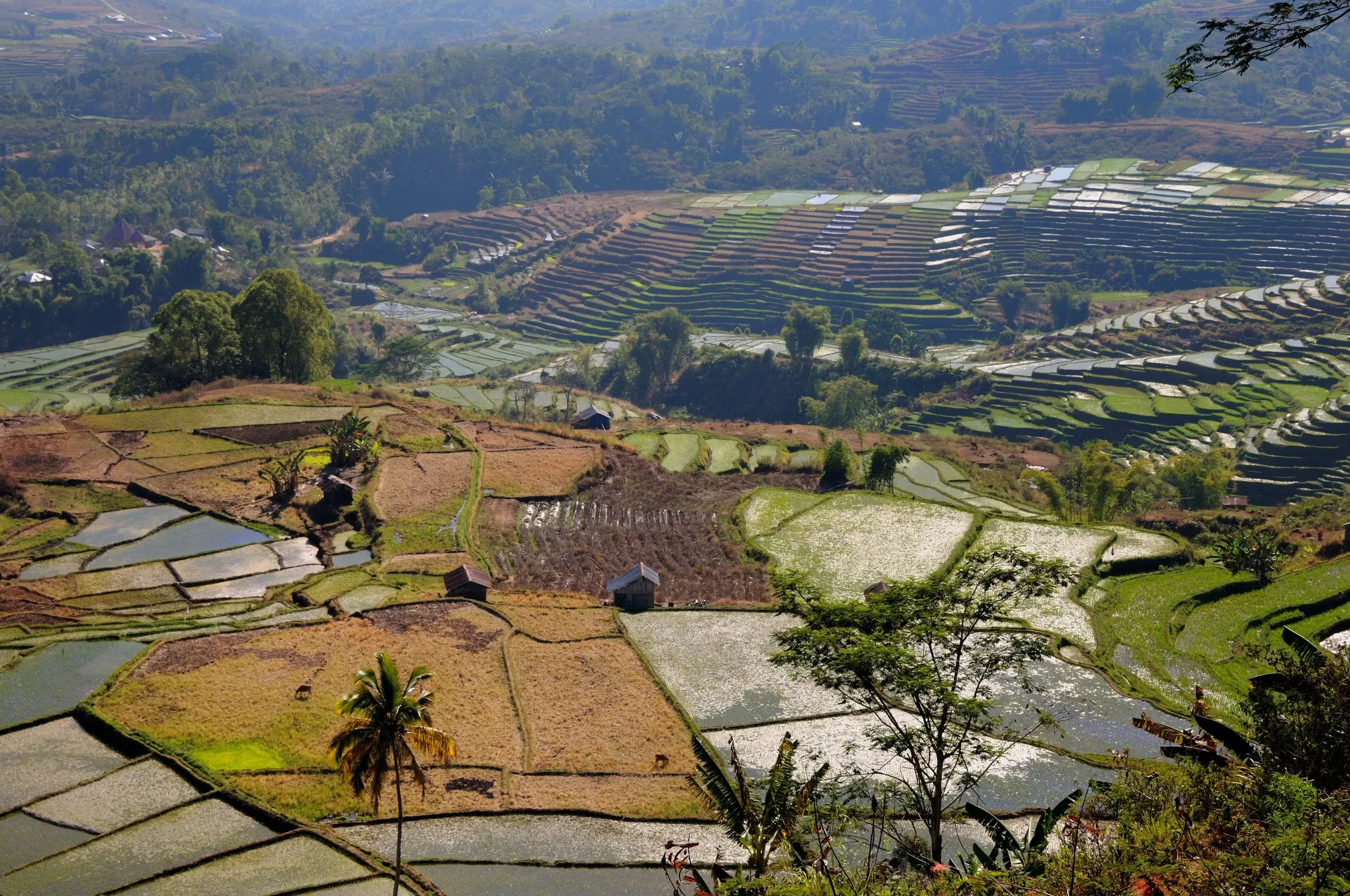 Terraced paddy fields on the hills near Ruteng in the mountainous interior of Flores