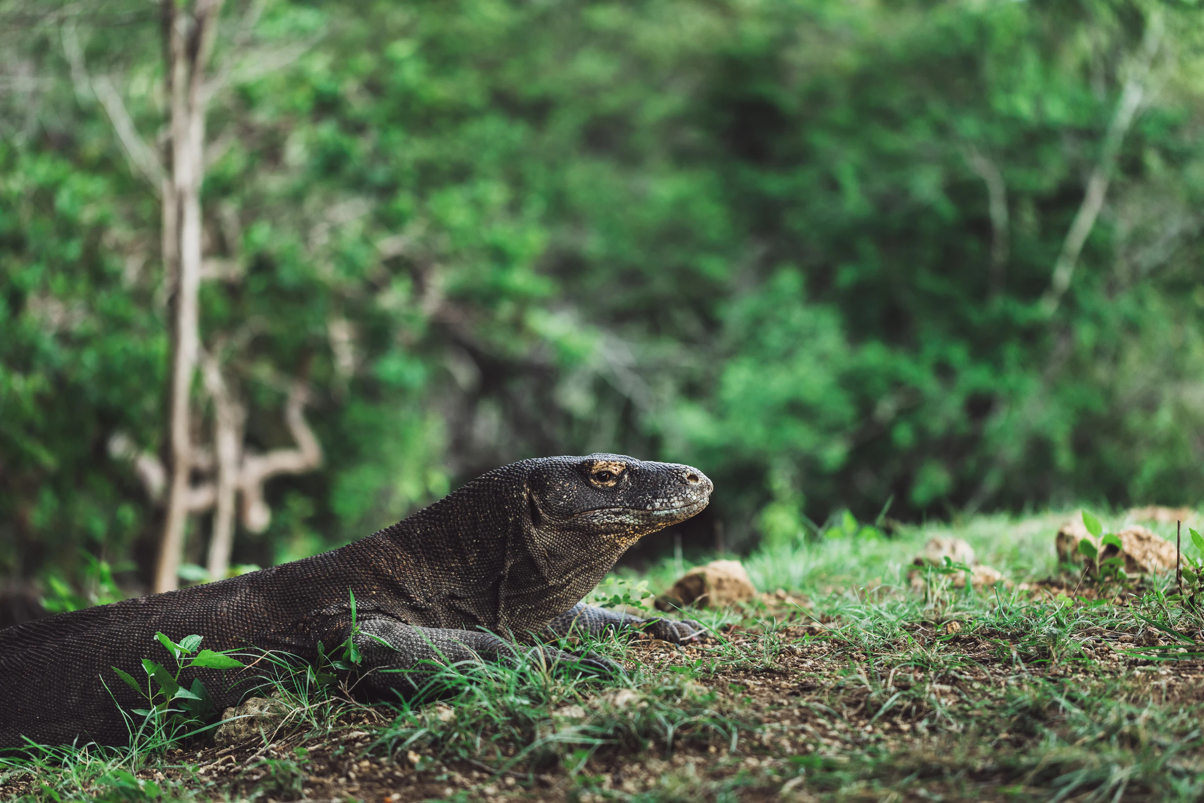 Komodo and Flores: 1 week or 10 days from Labuan Bajo overland