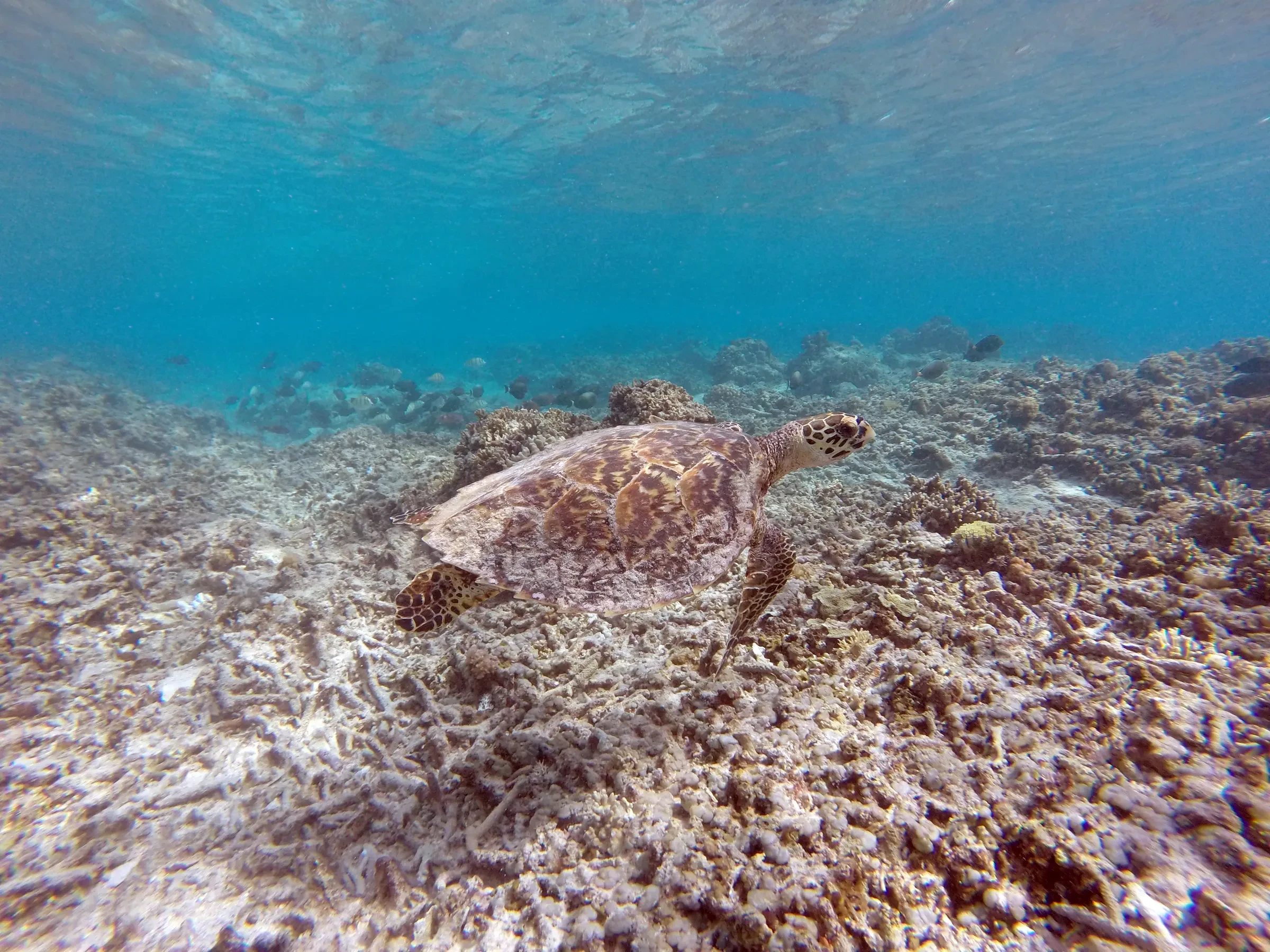A green sea turtle resting on the coral reef off Gili Meno, seen while snorkelling.