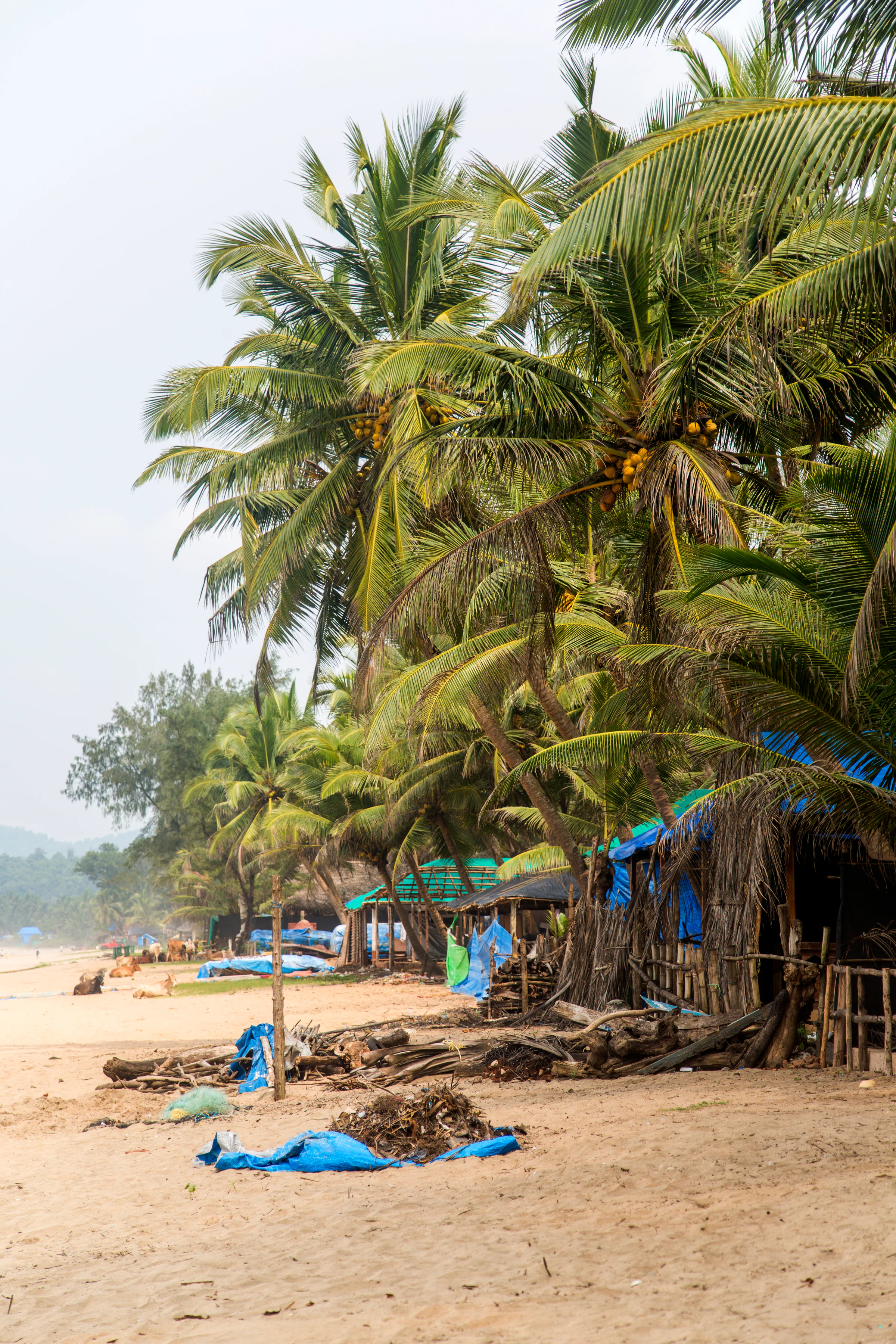 Beach huts under coconut palms on Agonda beach in South Goa