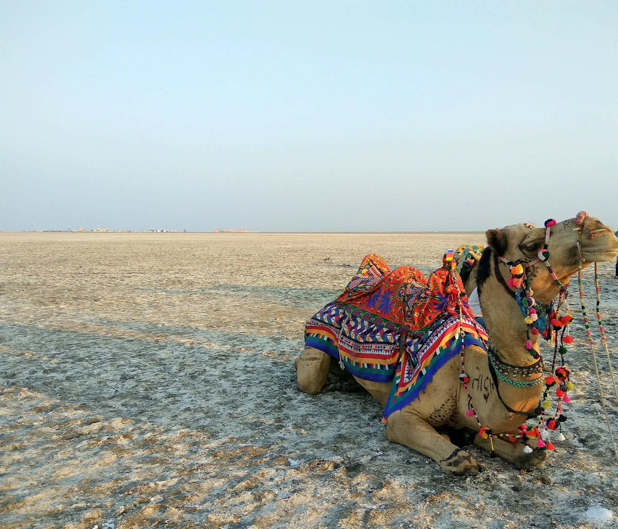 A decorated camel resting on the salt crust of the Great Rann of Kutch