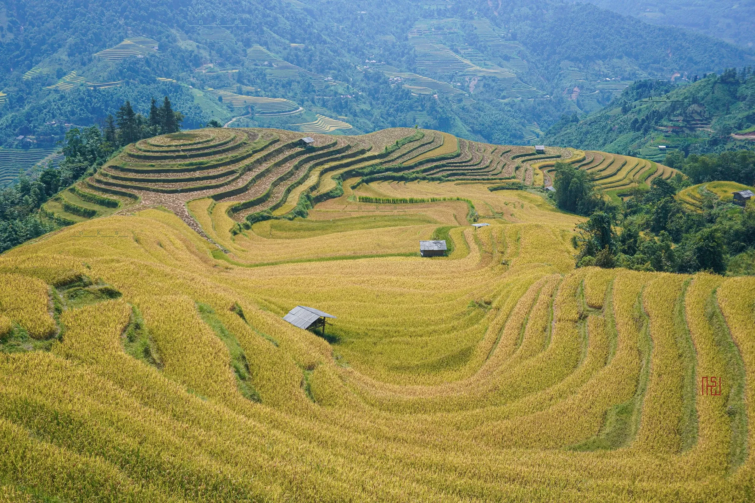Golden rice terraces curving around a hillside at Nam Khoa in Hoang Su Phi.