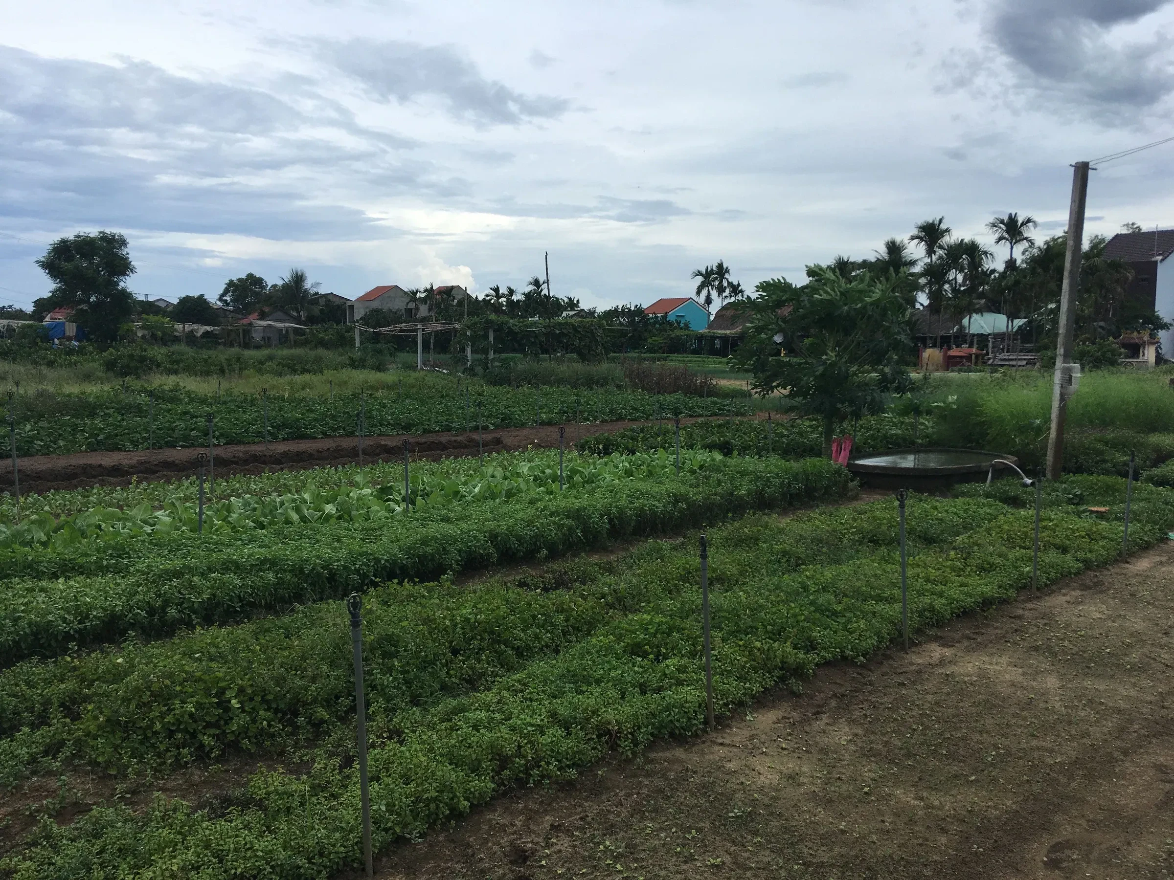 Vegetable and herb beds at Tra Que village near Hoi An