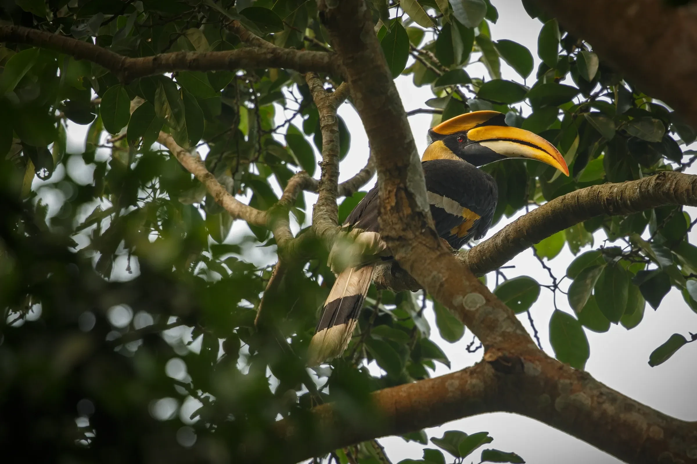 A great hornbill perched in a tree in Kaziranga National Park, Assam, the bird the Nagaland festival is named after