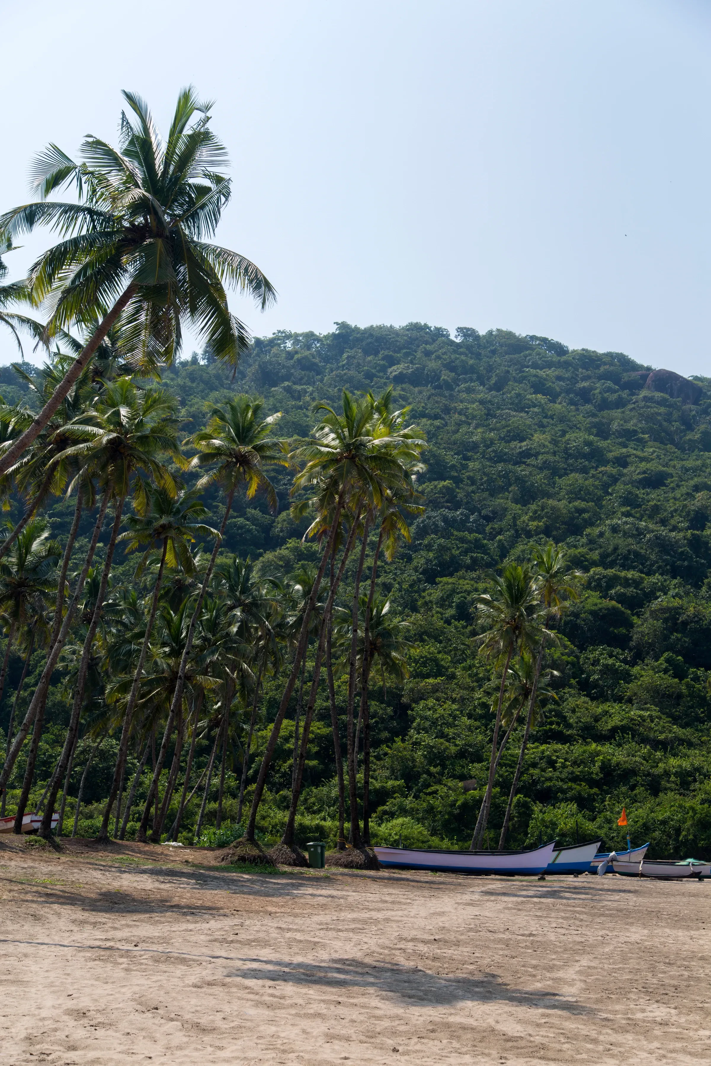Palm trees and a wooded hillside above the sand at Anjuna beach in North Goa