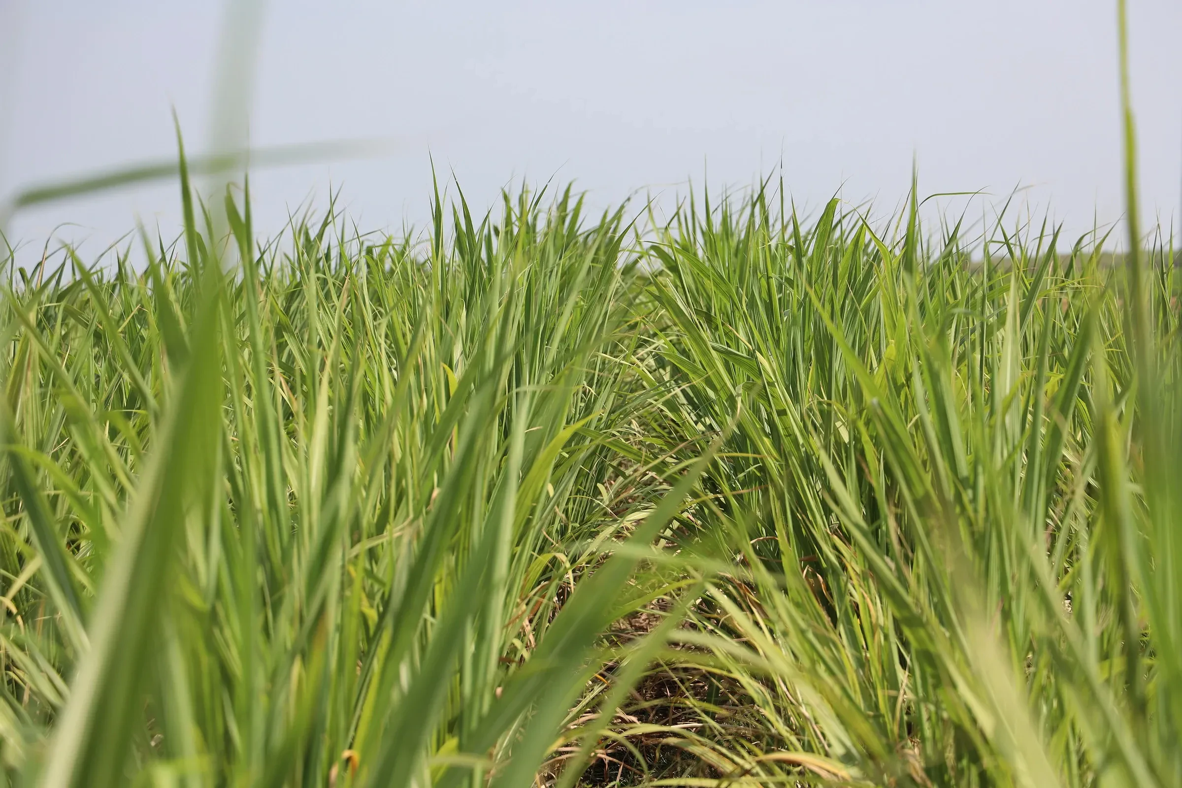 Sugarcane growing in a field in Tamil Nadu