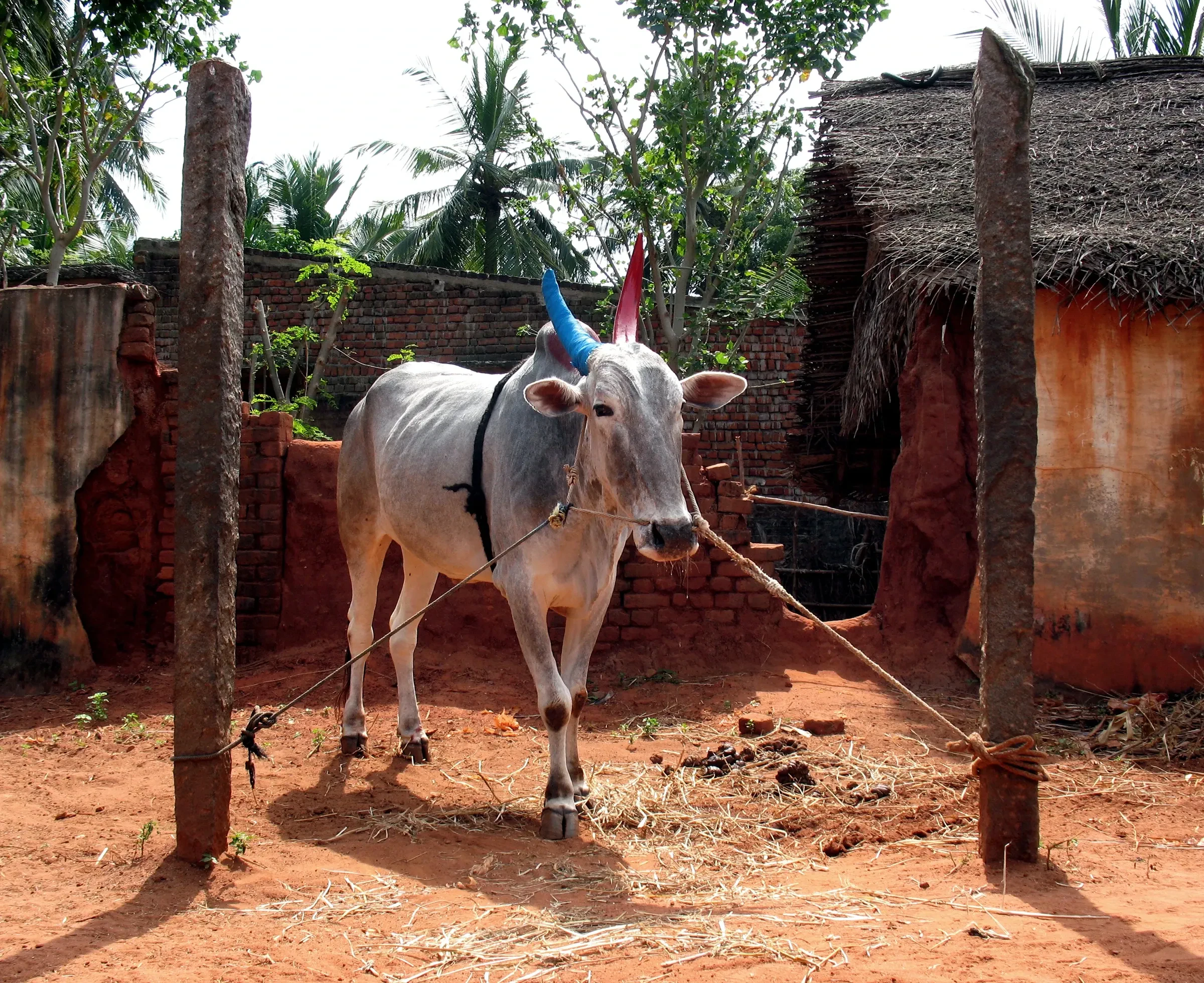 A cow with painted horns in a village for Mattu Pongal, near Puducherry