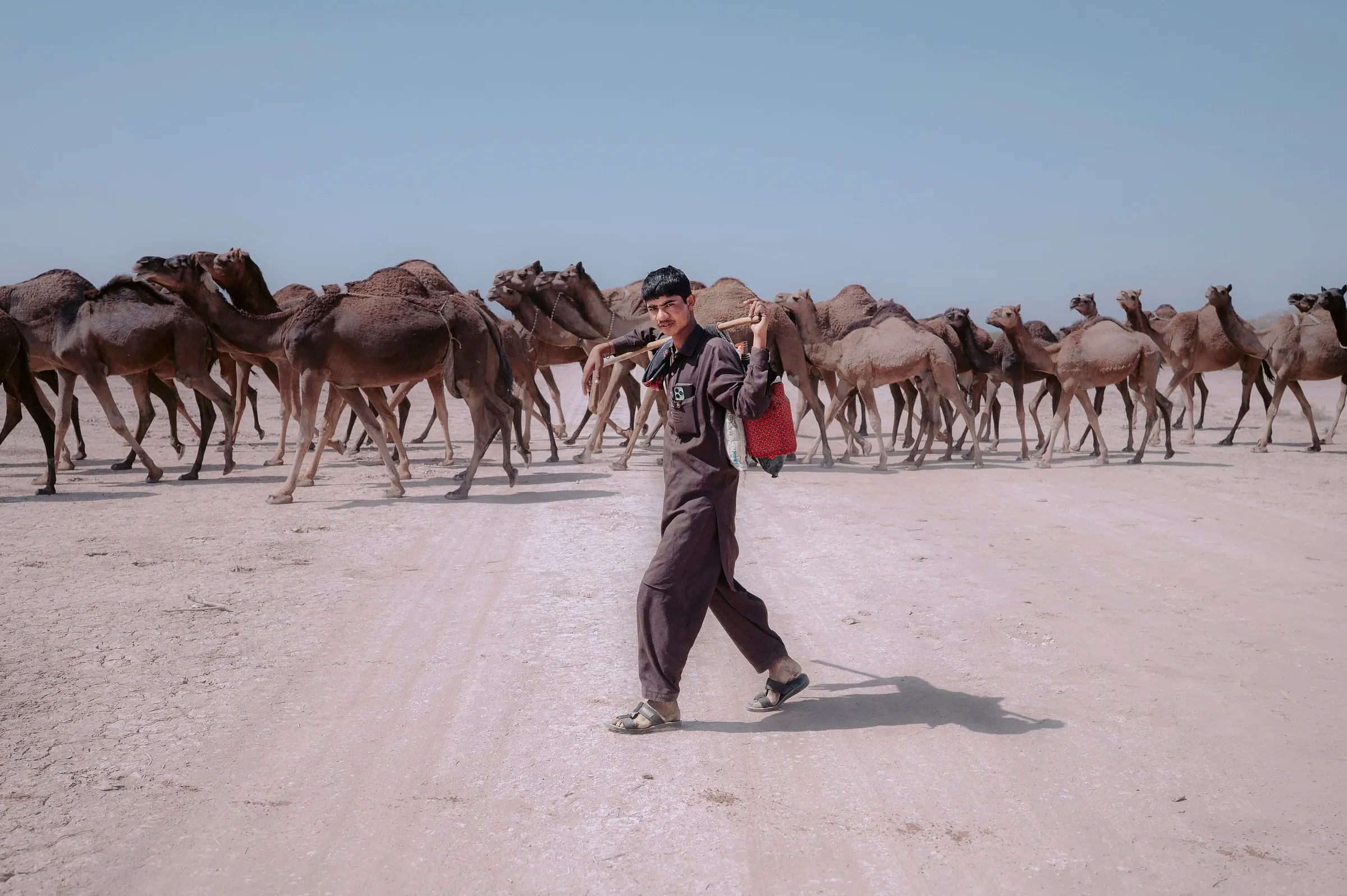 A herder walking beside a herd of camels on a pale, dusty track in Kutch