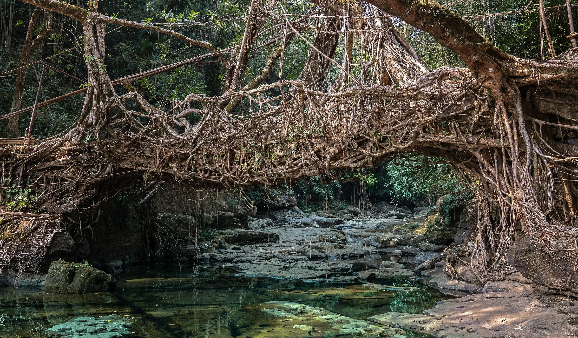 A living root bridge arching over a stream in Meghalaya