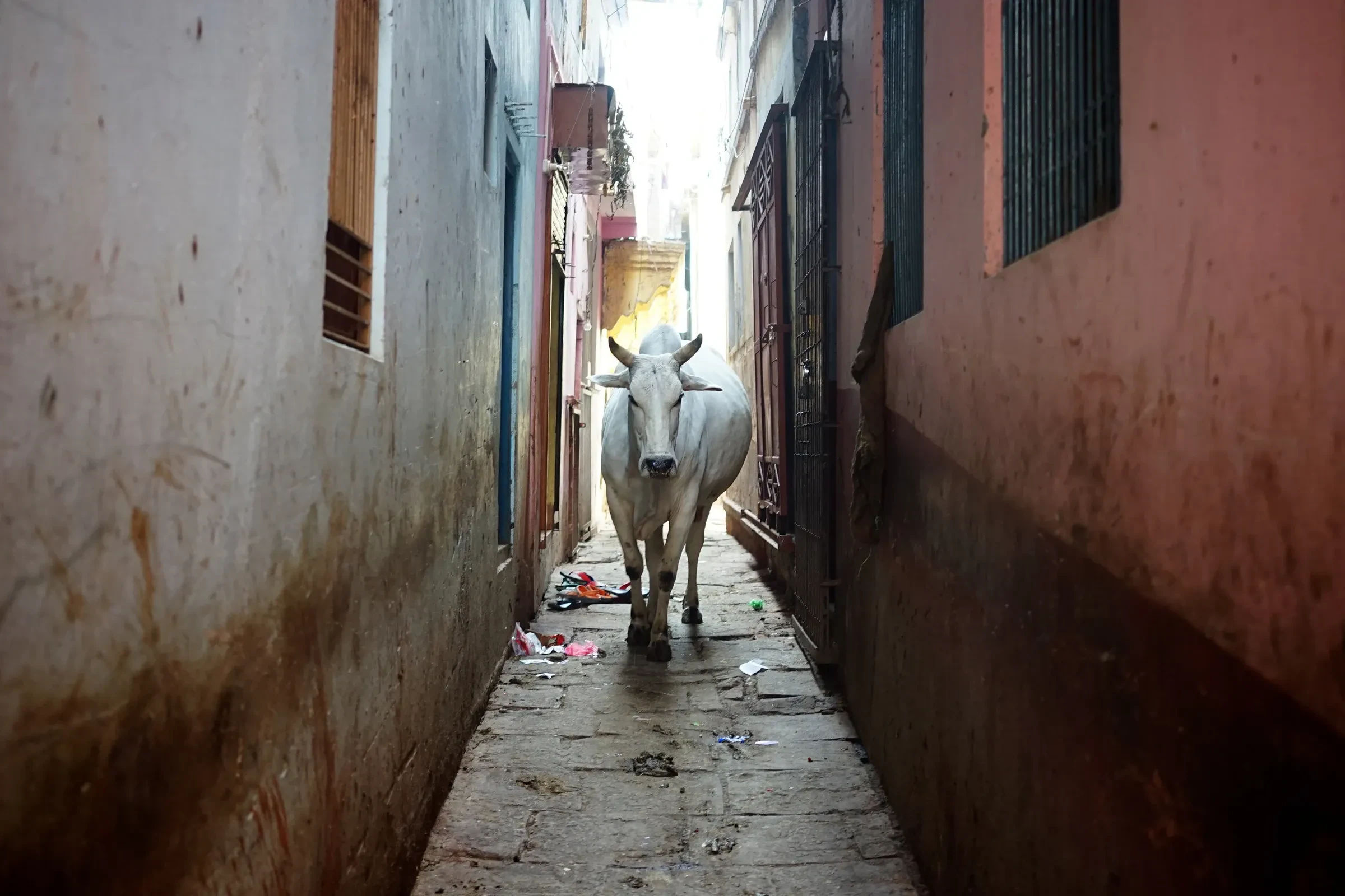 A cow walking down a narrow lane in the old city of Varanasi