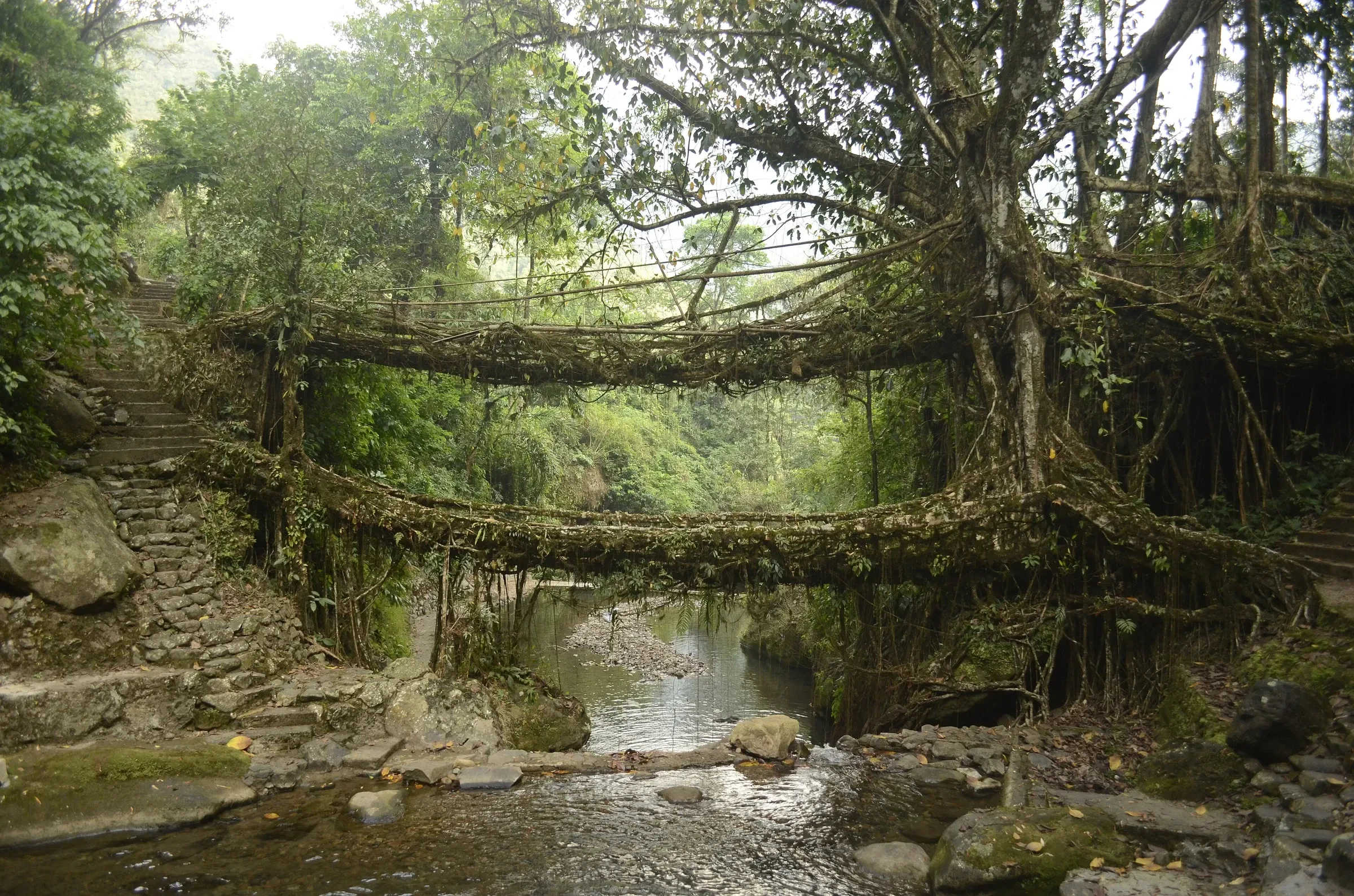 Two living root bridges, one above the other, over a stream near Nongriat in Meghalaya